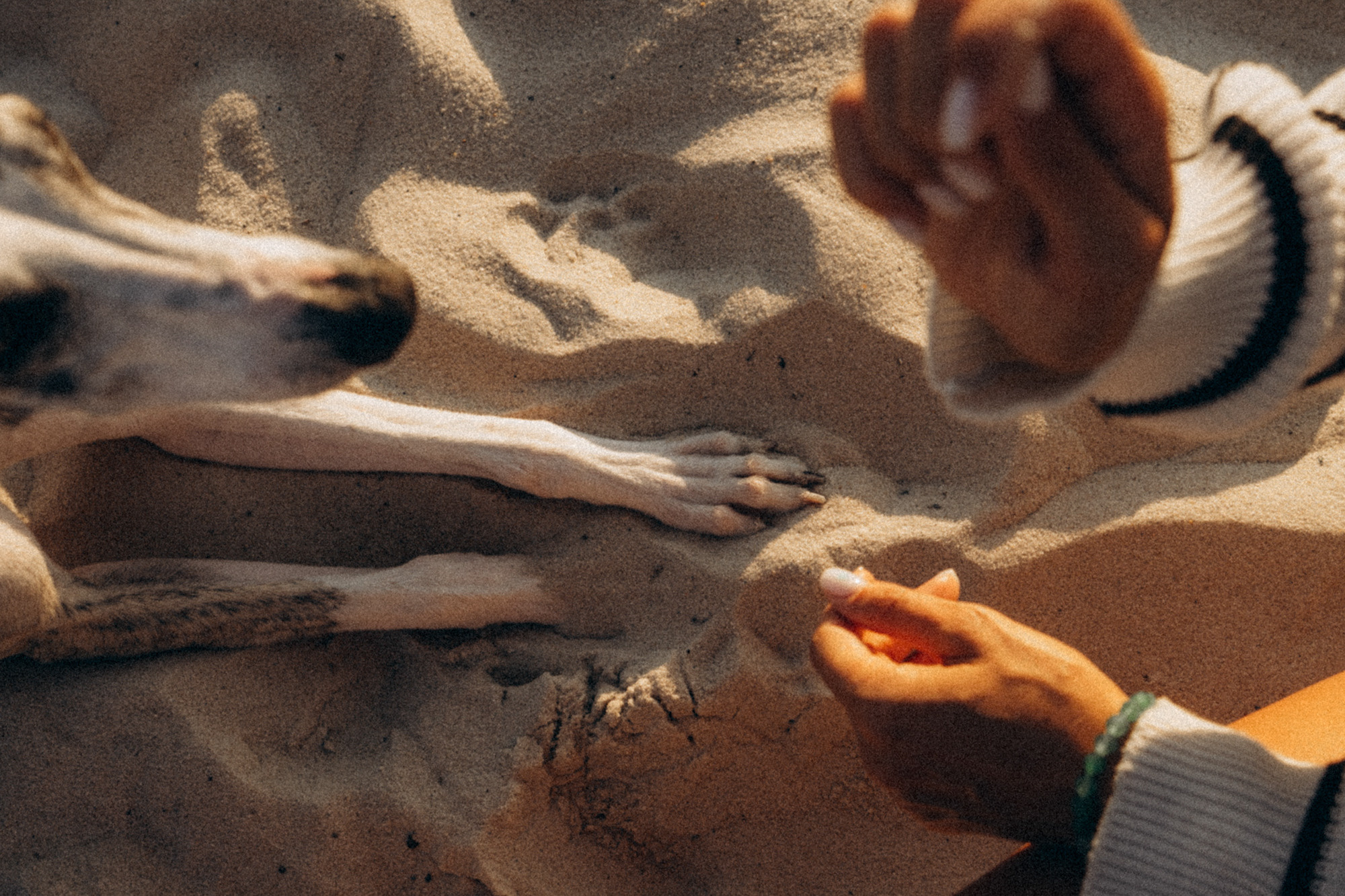 Аня и Джованни. Фотограф анималист в Москве и Санкт-Петербурге Свиридова Анна