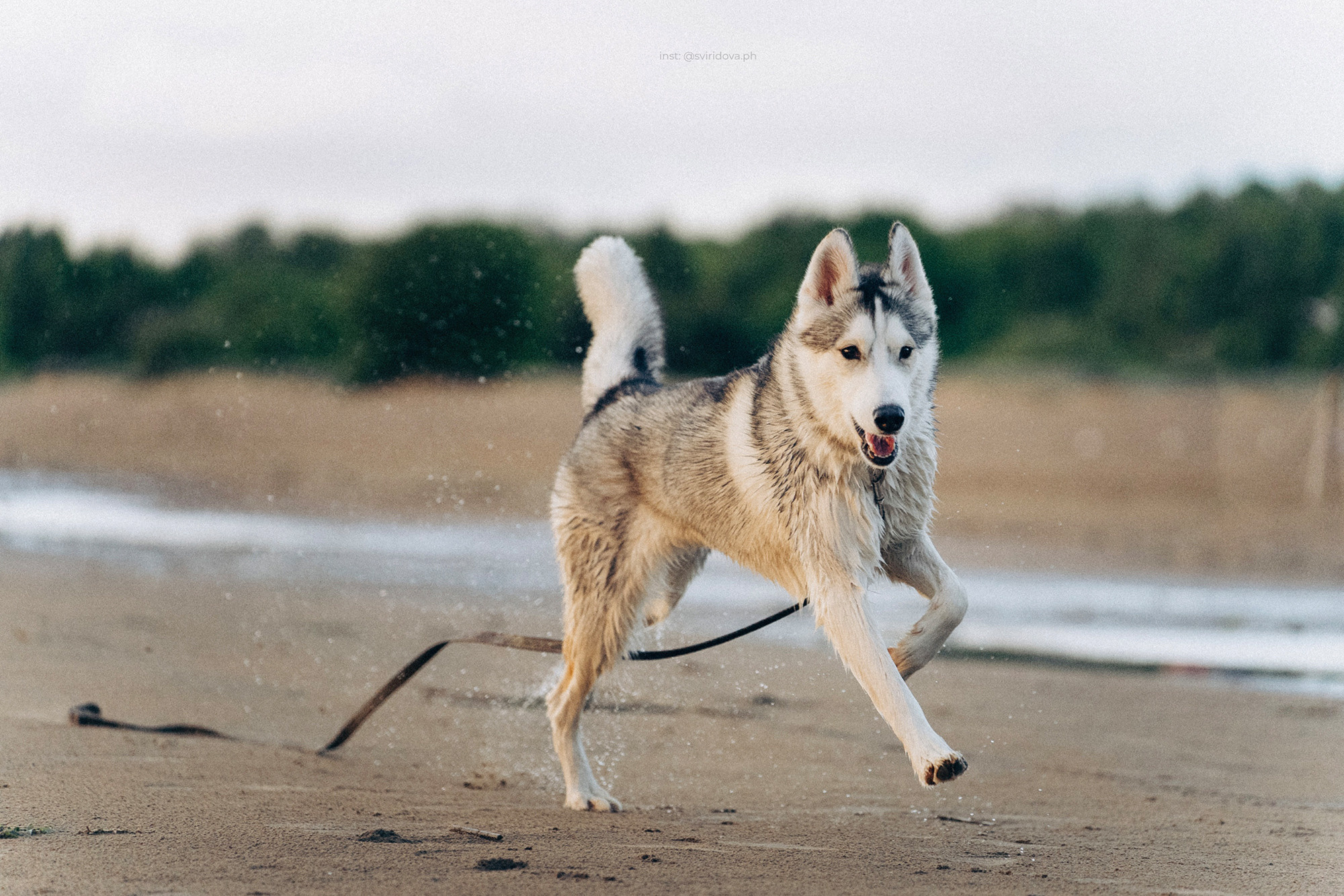 Катя, Илья, Лагерта. Фотограф анималист в Москве и Санкт-Петербурге Свиридова Анна