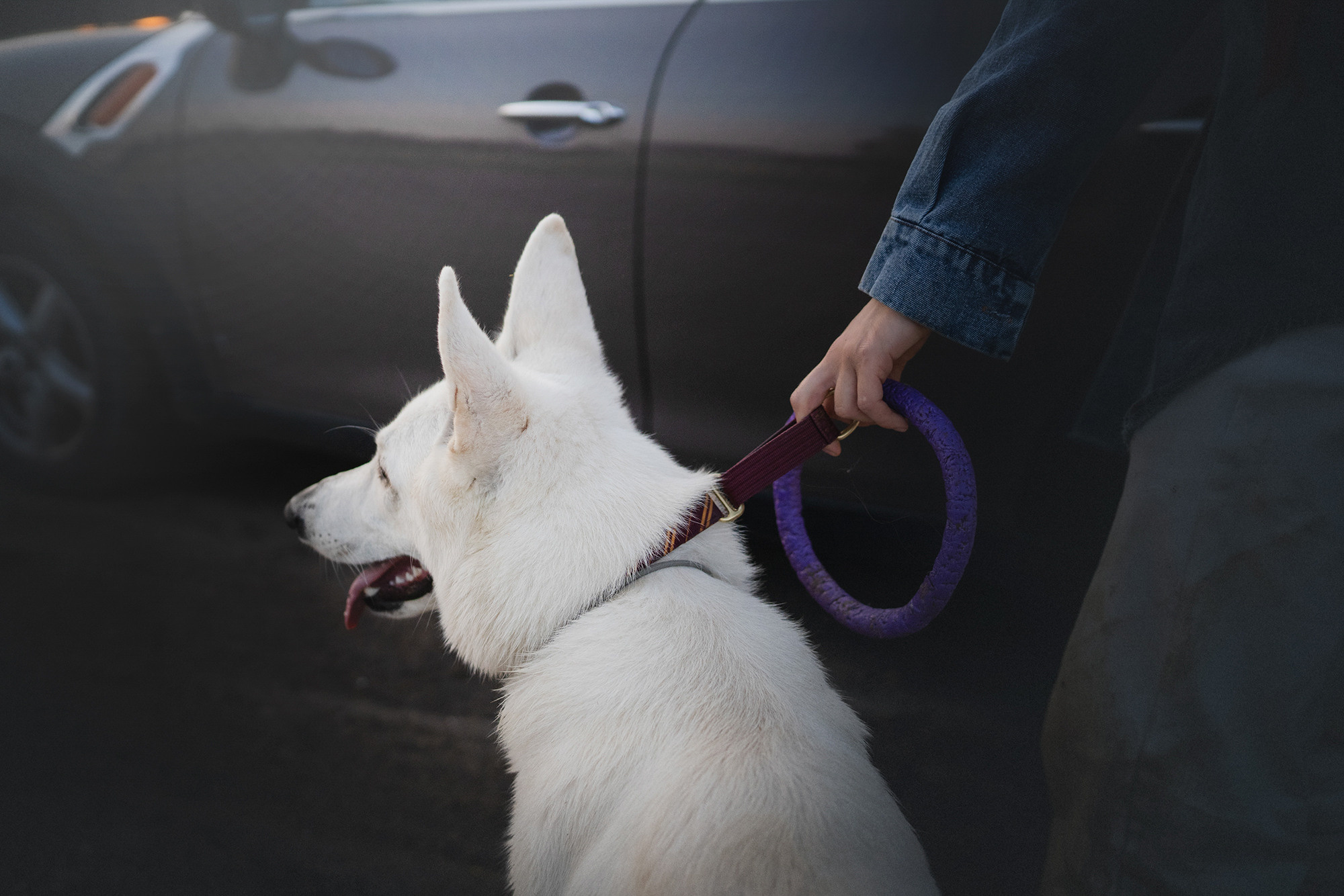 Лиза и Юста. Фотограф анималист в Москве и Санкт-Петербурге Свиридова Анна