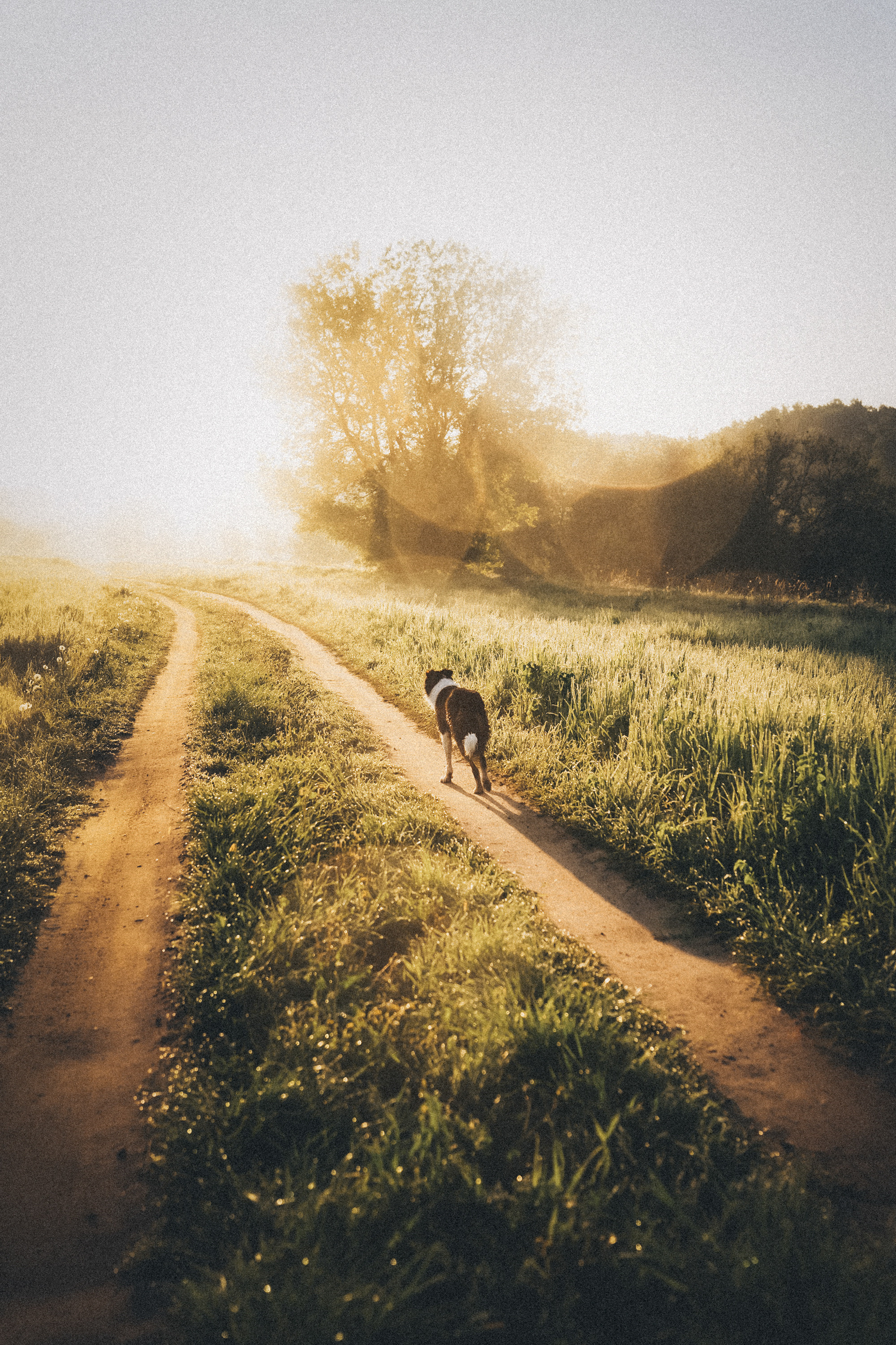 Софа, Уна и Лють. Фотограф анималист в Москве и Санкт-Петербурге Свиридова Анна