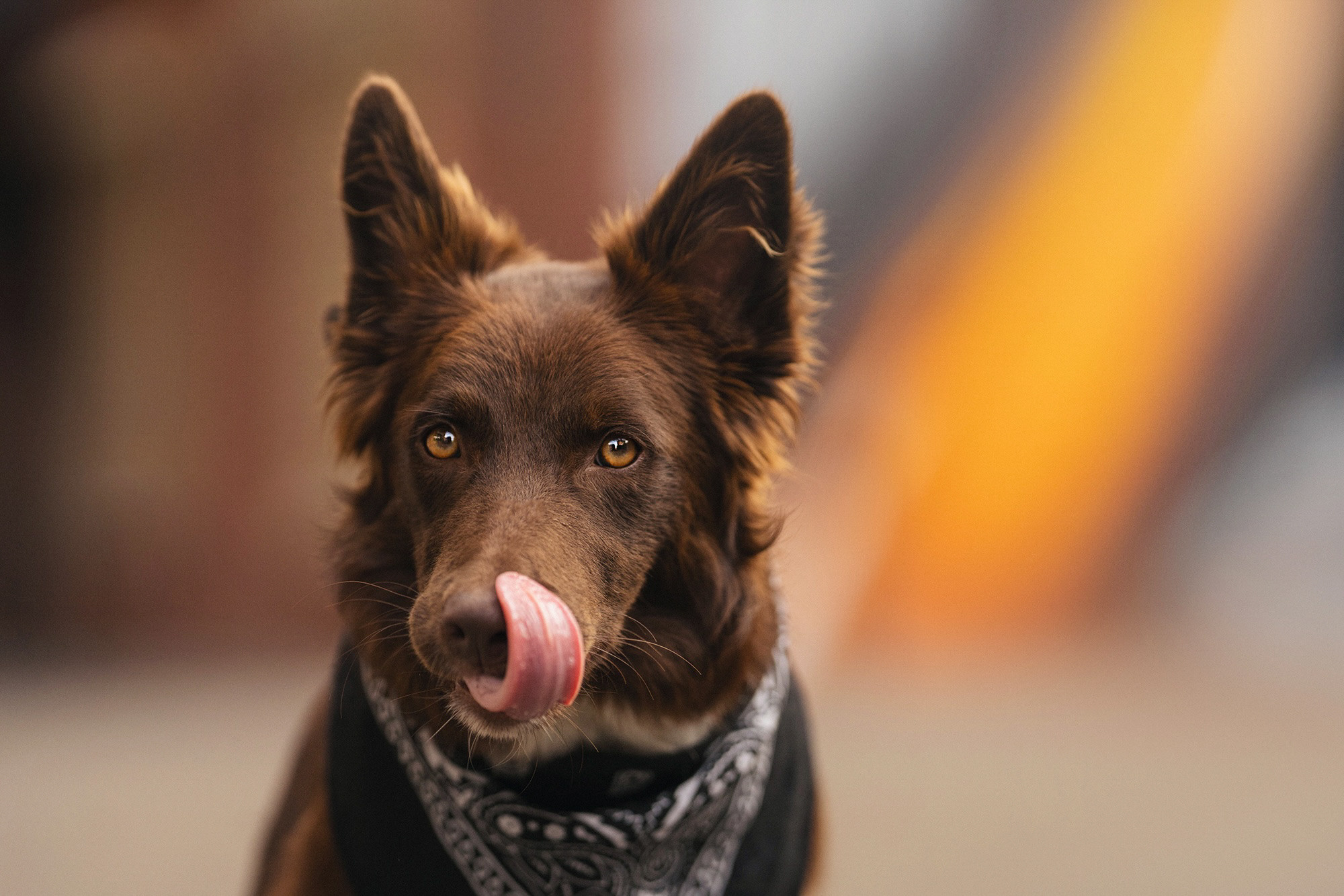 Аня и Брук. Фотограф анималист в Москве и Санкт-Петербурге Свиридова Анна