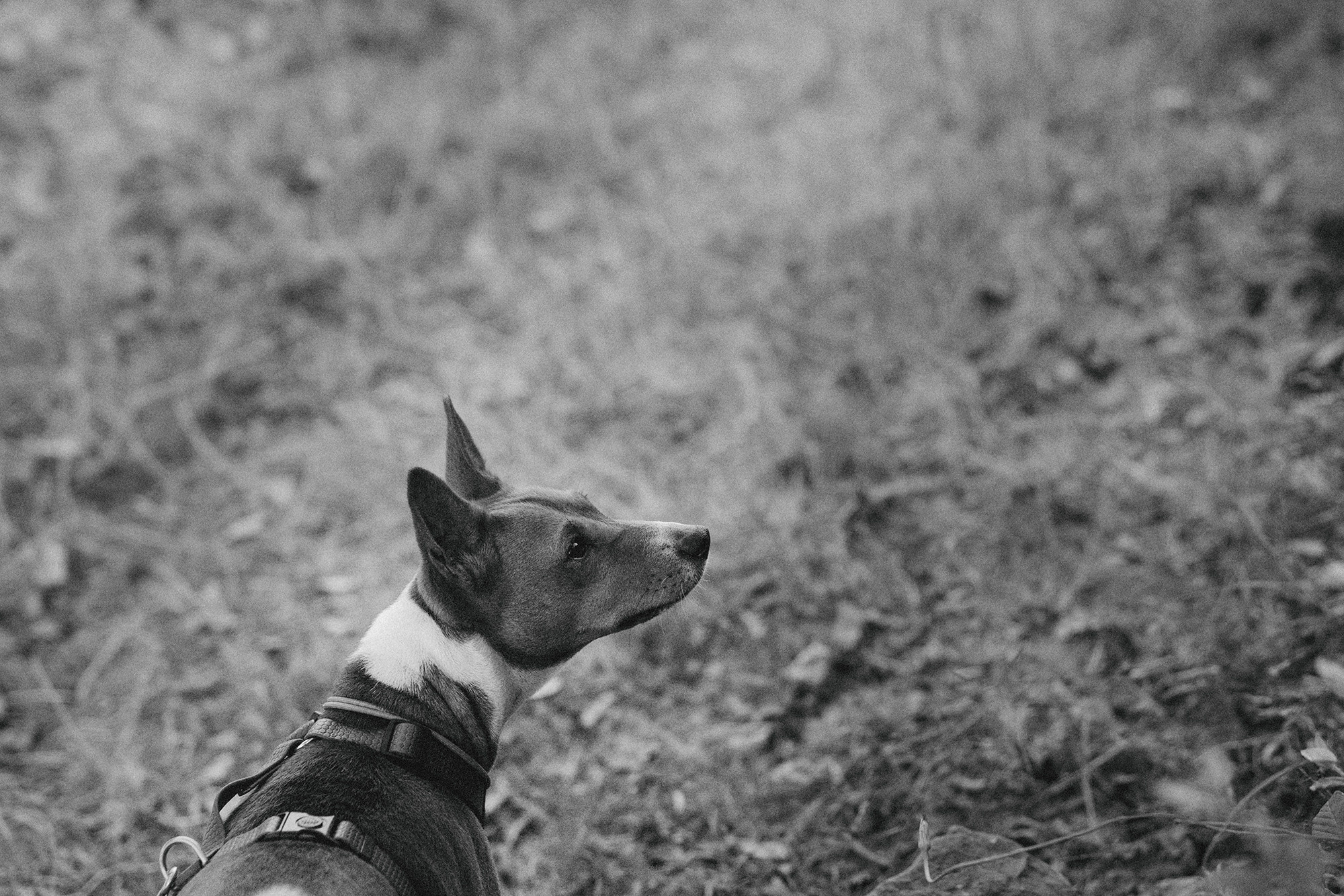 Арина и Рики. Фотограф анималист в Москве и Санкт-Петербурге Свиридова Анна