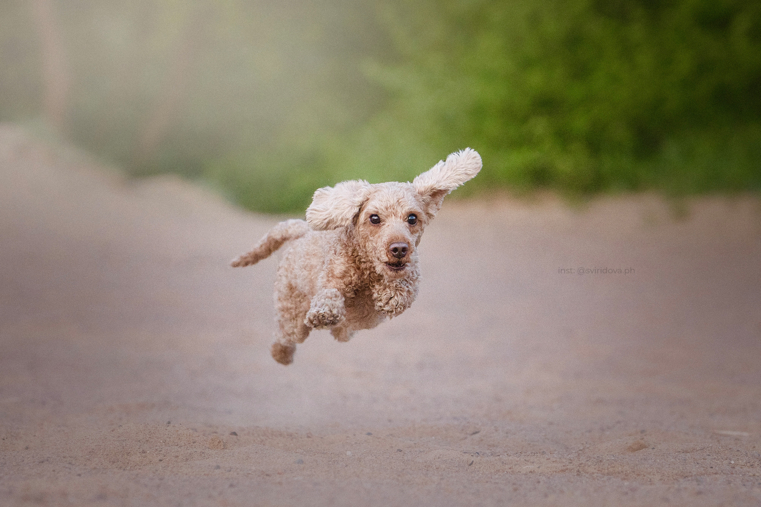 Янки, Румпель, Лось, Токи, Мако. Фотограф анималист в Москве и Санкт-Петербурге Свиридова Анна