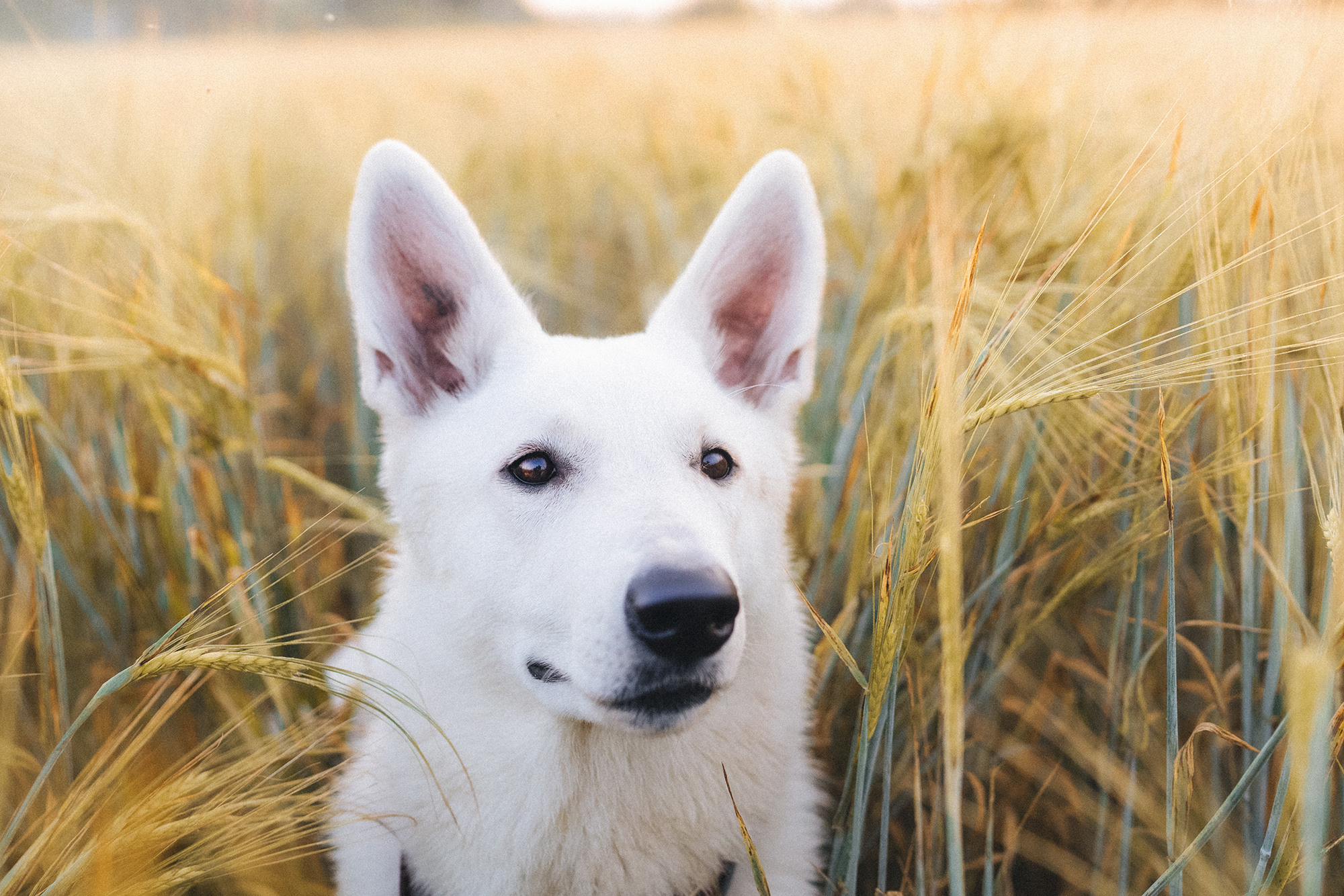 Лиза и Юста. Фотограф анималист в Москве и Санкт-Петербурге Свиридова Анна