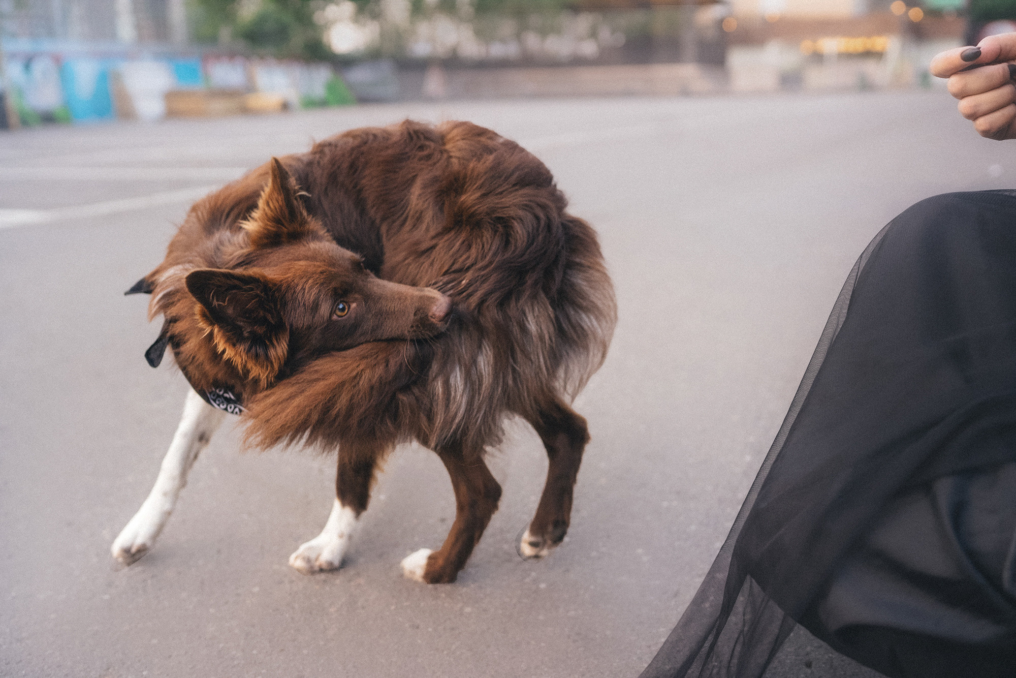 Аня и Брук. Фотограф анималист в Москве и Санкт-Петербурге Свиридова Анна