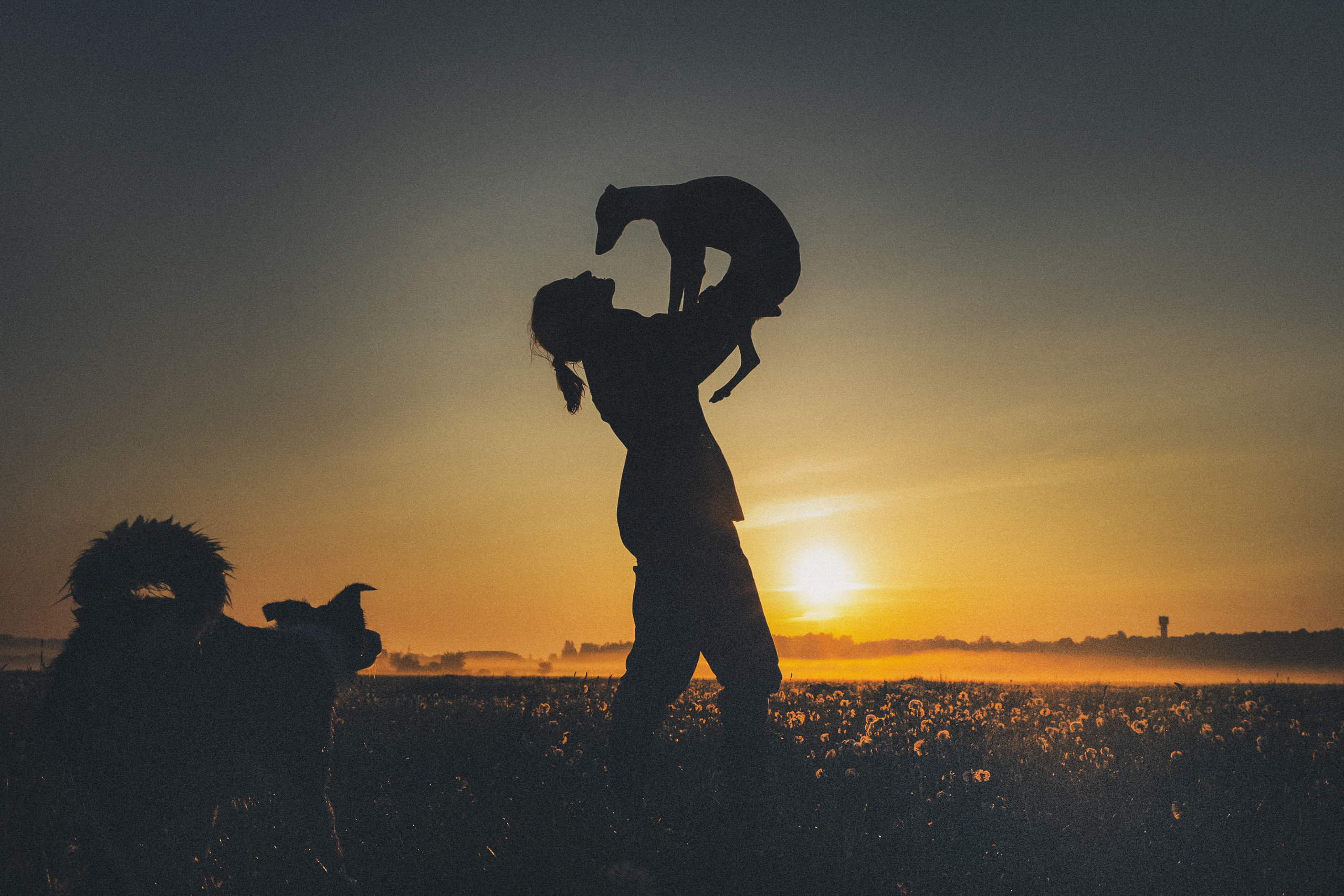 Софа, Уна и Лють. Фотограф анималист в Москве и Санкт-Петербурге Свиридова Анна