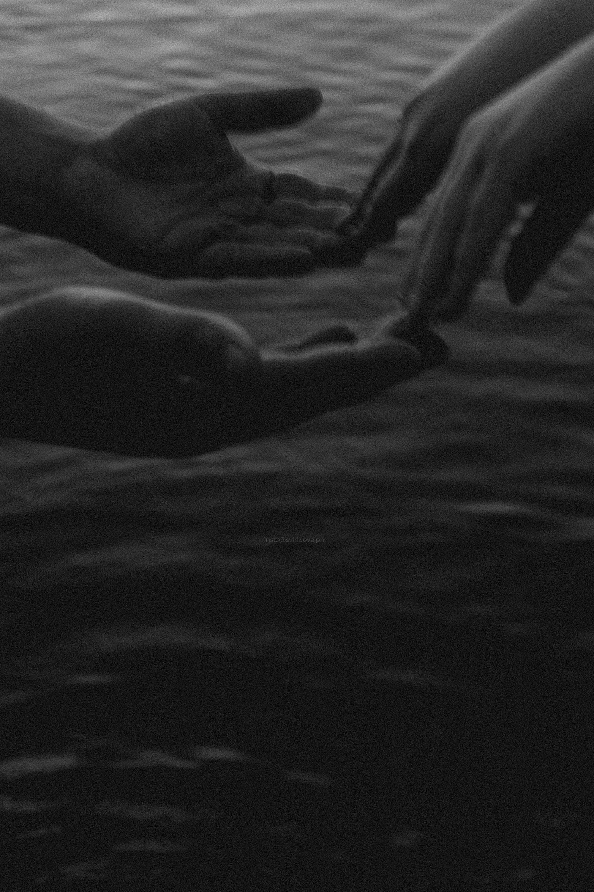 Даша, Сергей и Френки. Фотограф анималист в Москве и Санкт-Петербурге Свиридова Анна