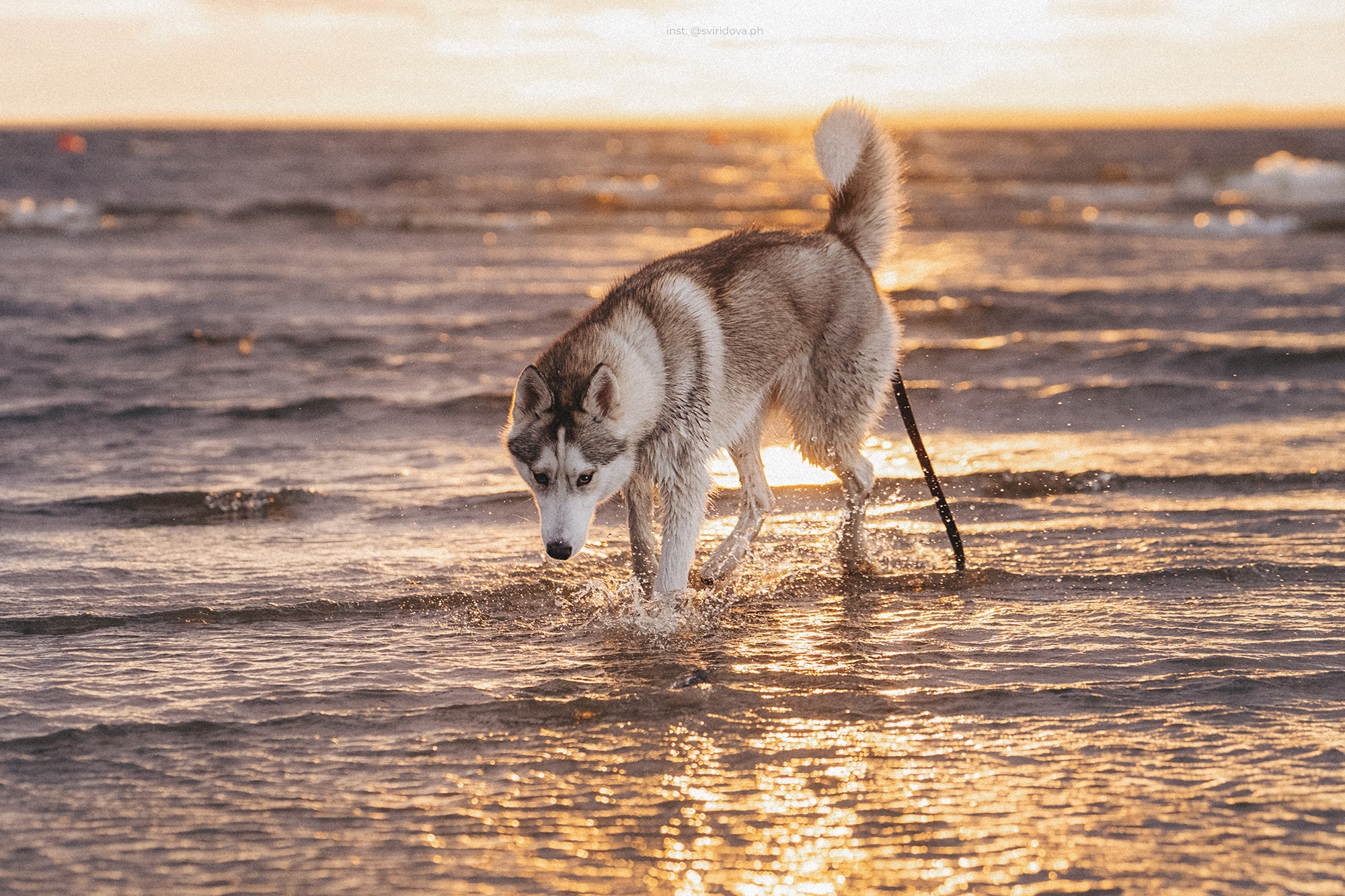 Катя, Илья, Лагерта. Фотограф анималист в Москве и Санкт-Петербурге Свиридова Анна