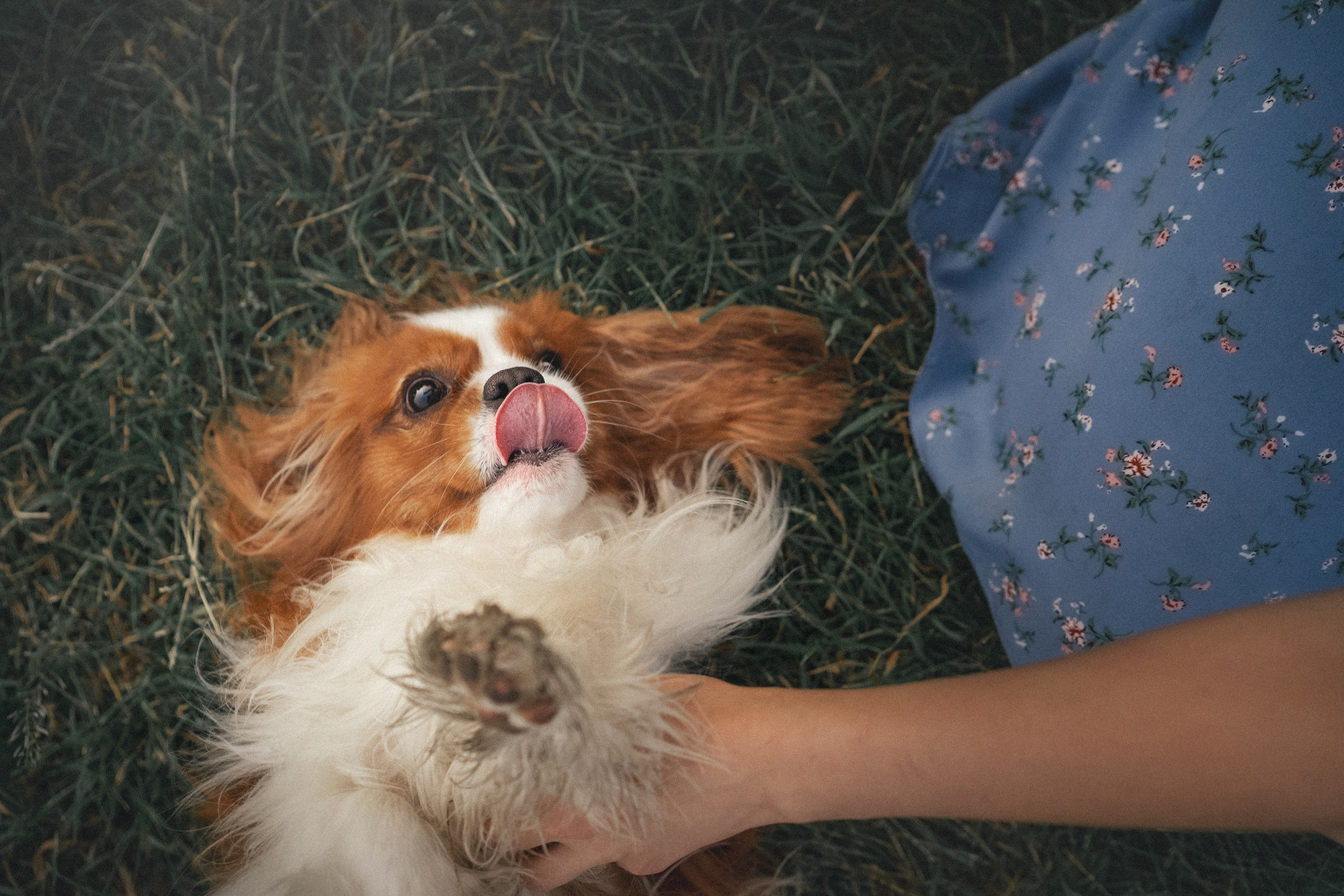 Таня и Лео. Фотограф анималист в Москве и Санкт-Петербурге Свиридова Анна