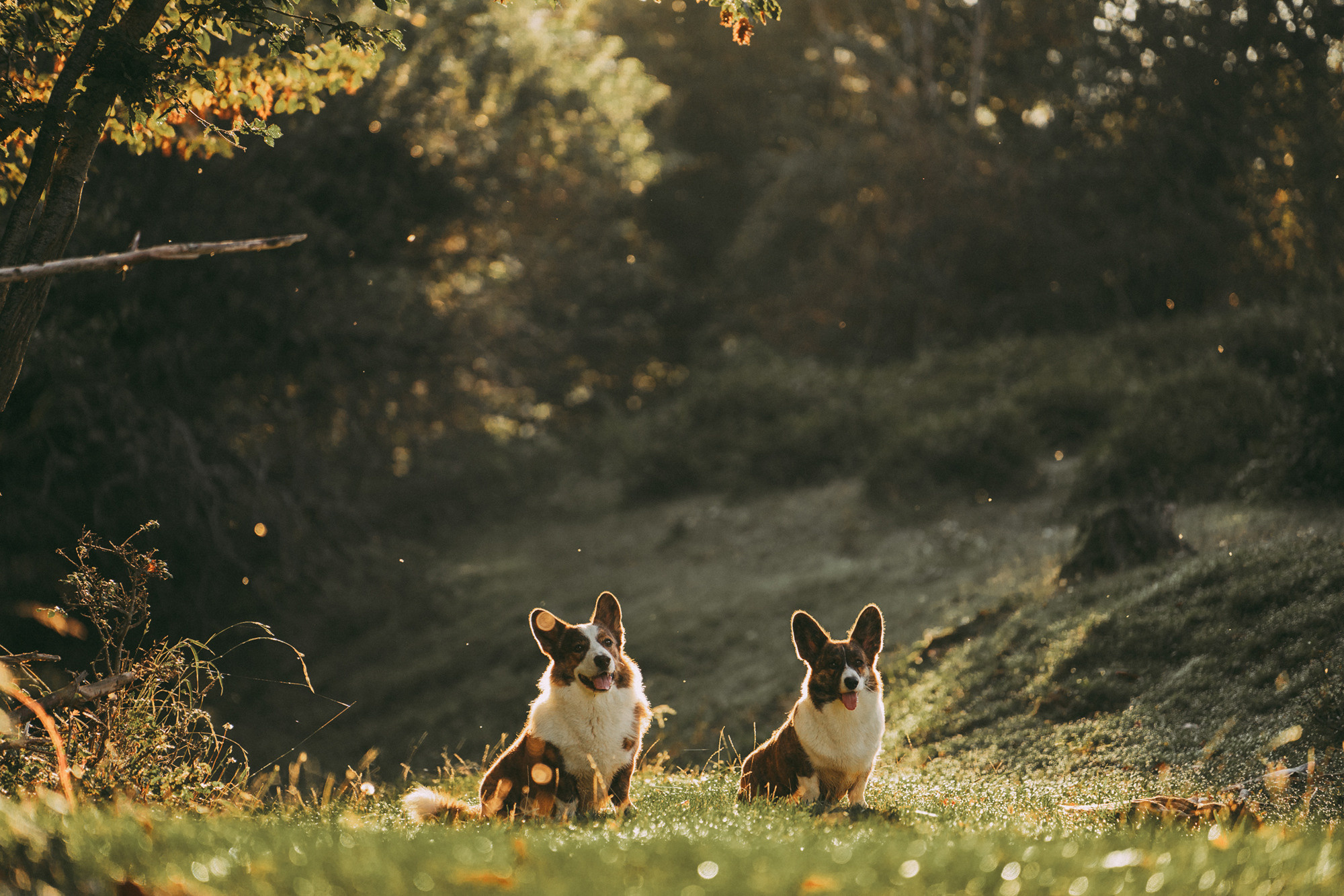 Влада и Коржики. Фотограф анималист в Москве и Санкт-Петербурге Свиридова Анна