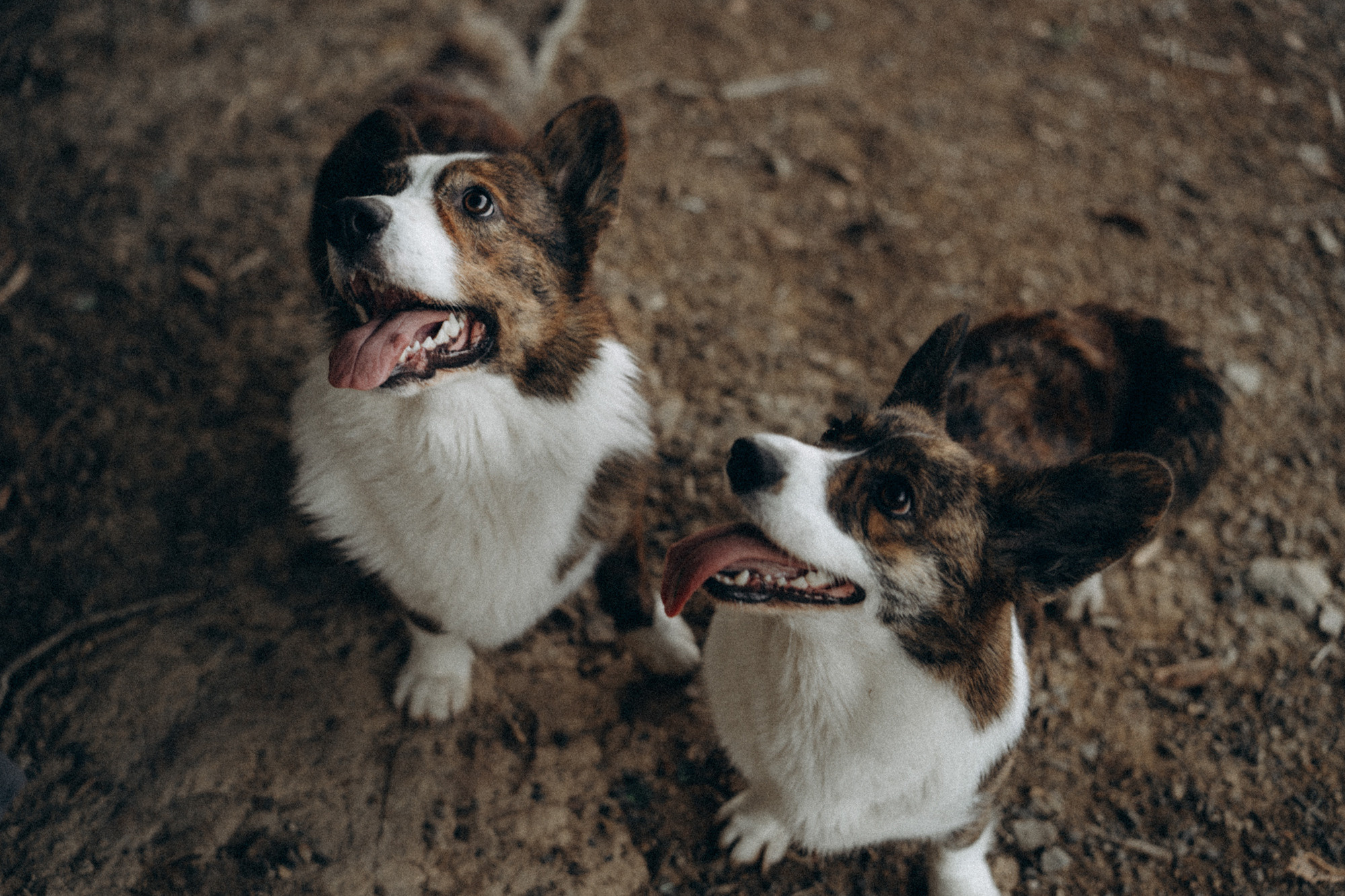Влада и Коржики. Фотограф анималист в Москве и Санкт-Петербурге Свиридова Анна