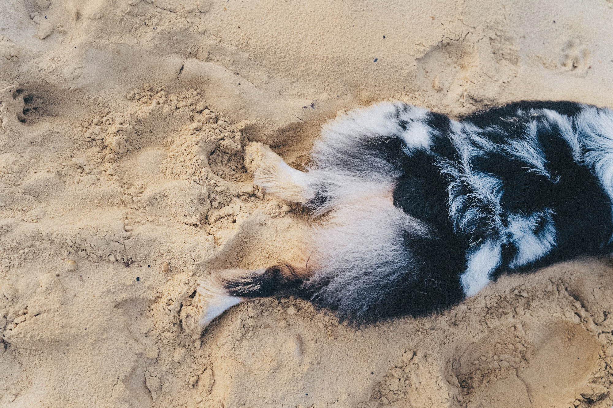 Аня, Игорь, Аусь и Хась. Фотограф анималист в Москве и Санкт-Петербурге Свиридова Анна