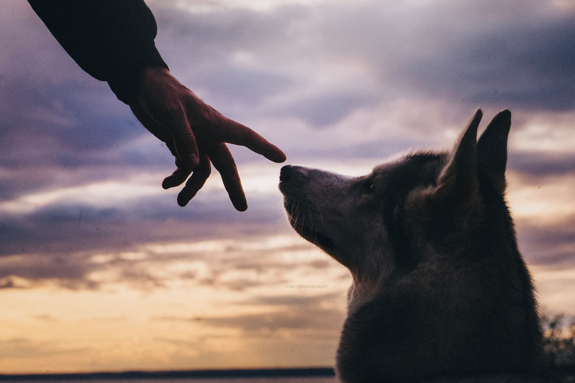 Катя, Илья, Лагерта. Фотограф анималист в Москве и Санкт-Петербурге Свиридова Анна