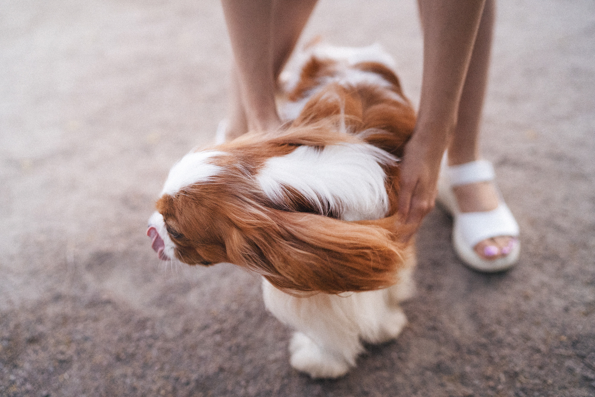 Таня и Лео. Фотограф анималист в Москве и Санкт-Петербурге Свиридова Анна