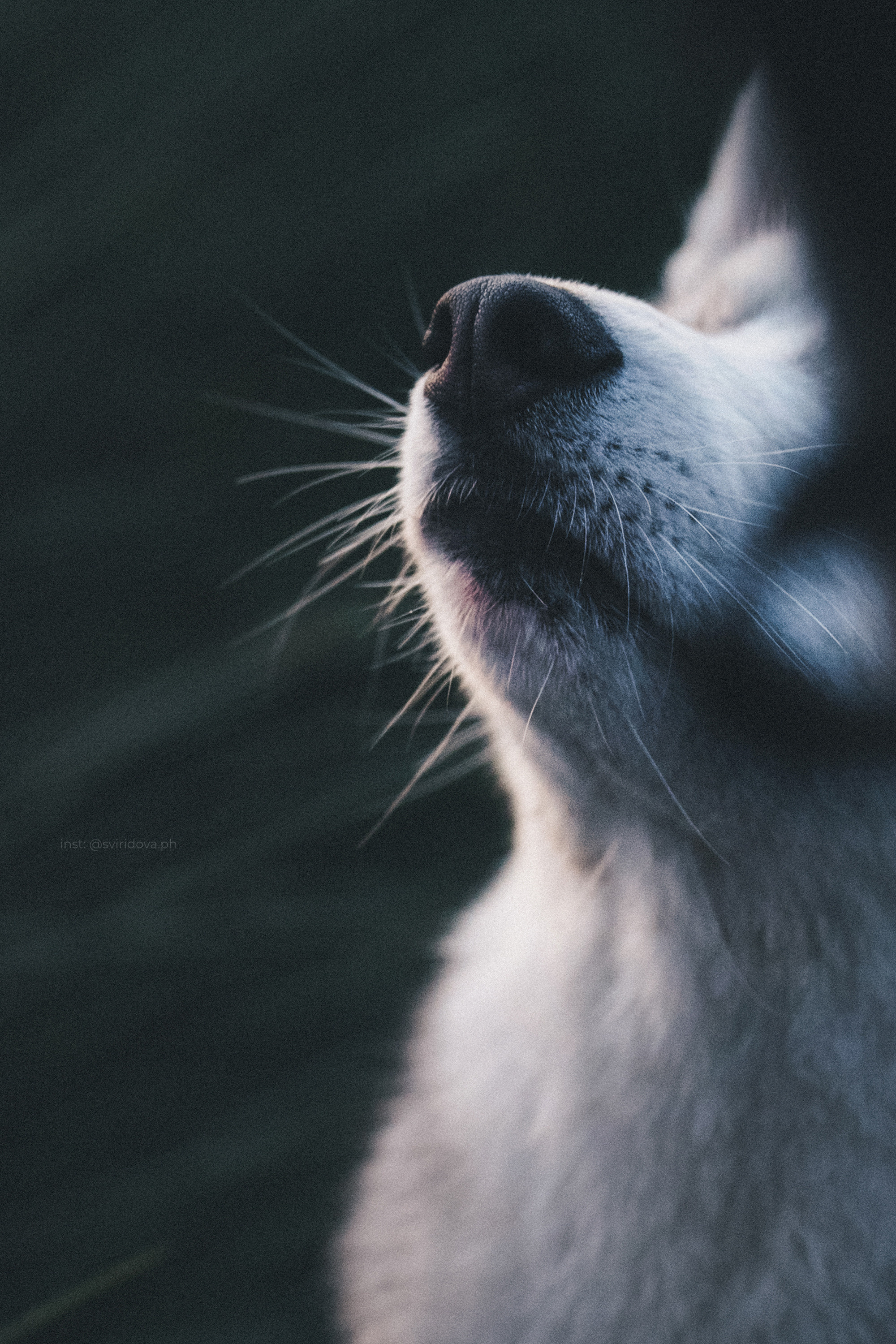 Катя, Илья, Лагерта. Фотограф анималист в Москве и Санкт-Петербурге Свиридова Анна