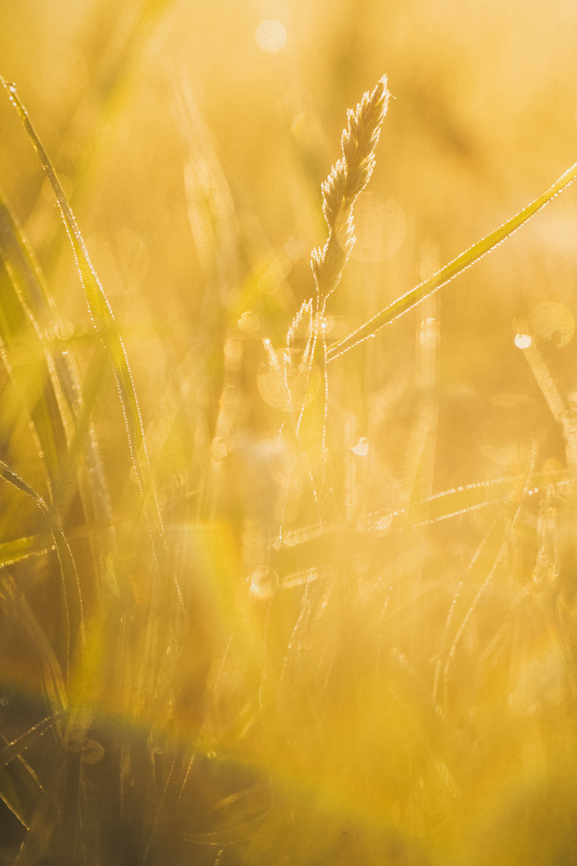 Софа, Уна и Лють. Фотограф анималист в Москве и Санкт-Петербурге Свиридова Анна