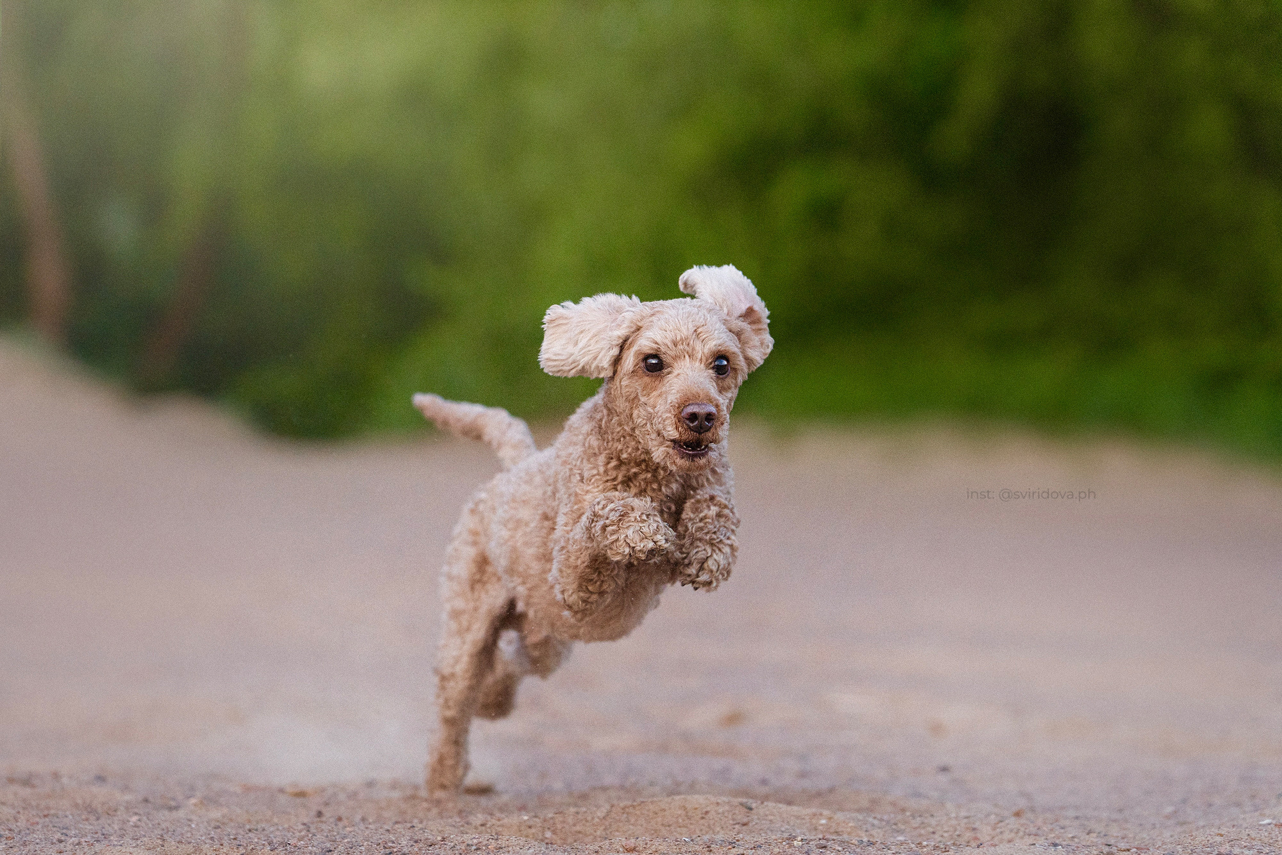 Янки, Румпель, Лось, Токи, Мако. Фотограф анималист в Москве и Санкт-Петербурге Свиридова Анна