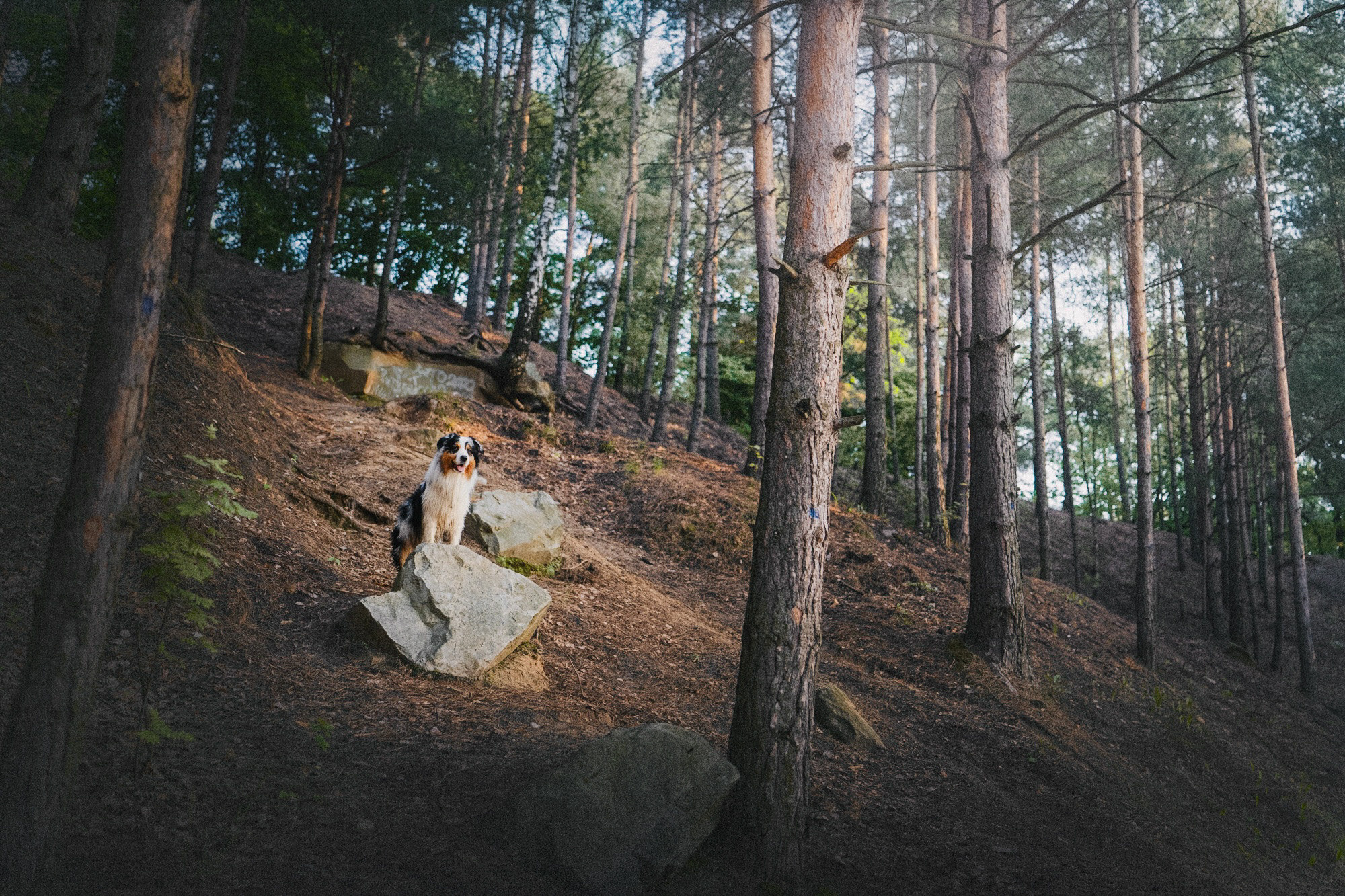 Аня, Игорь, Аусь и Хась. Фотограф анималист в Москве и Санкт-Петербурге Свиридова Анна