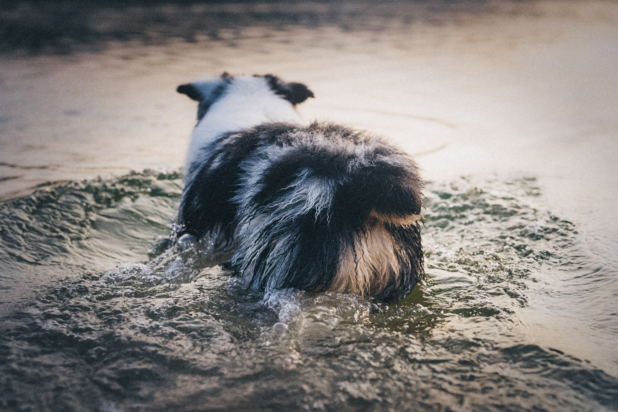 Аня, Игорь, Аусь и Хась. Фотограф анималист в Москве и Санкт-Петербурге Свиридова Анна