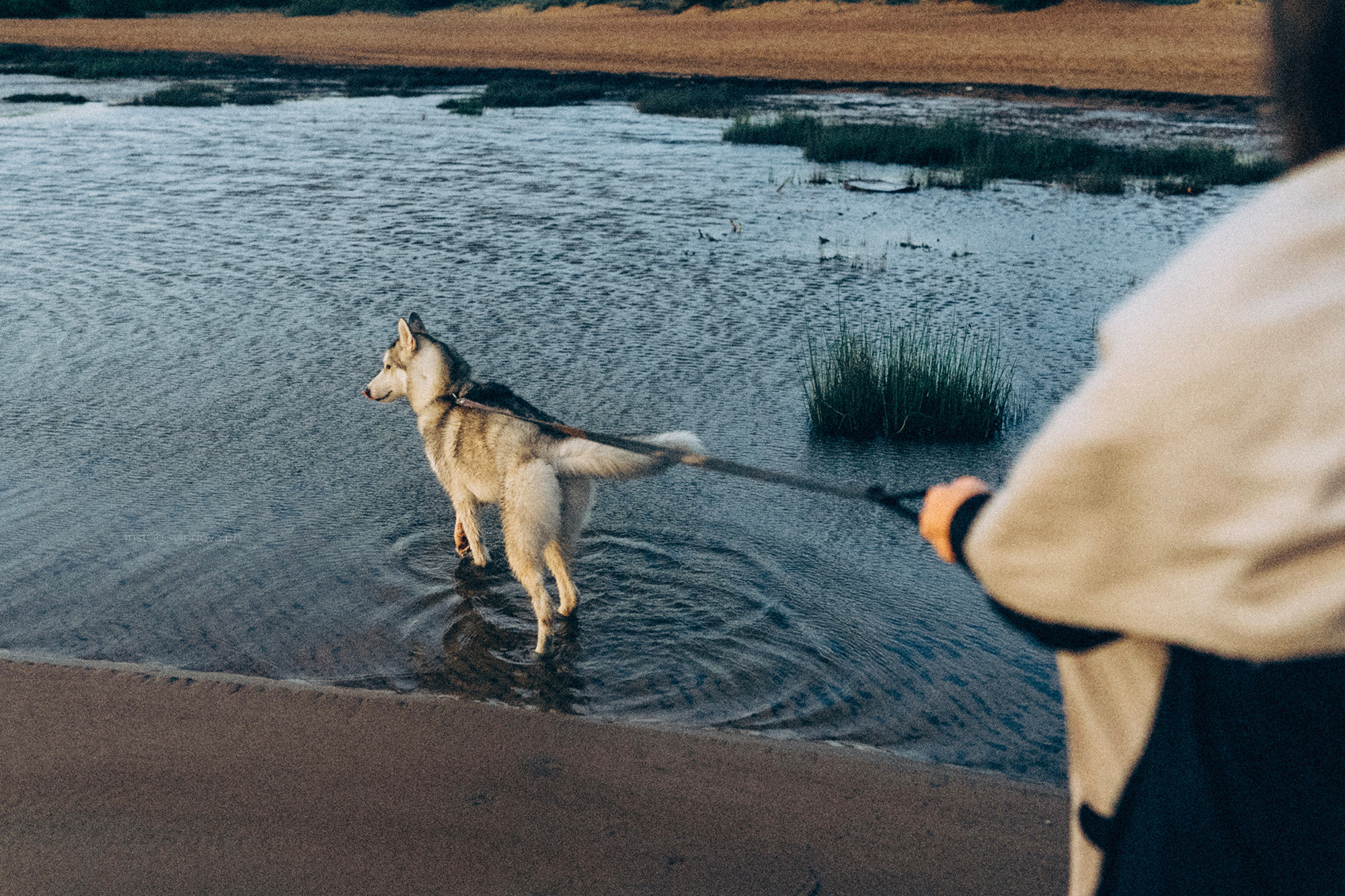 Катя, Илья, Лагерта. Фотограф анималист в Москве и Санкт-Петербурге Свиридова Анна