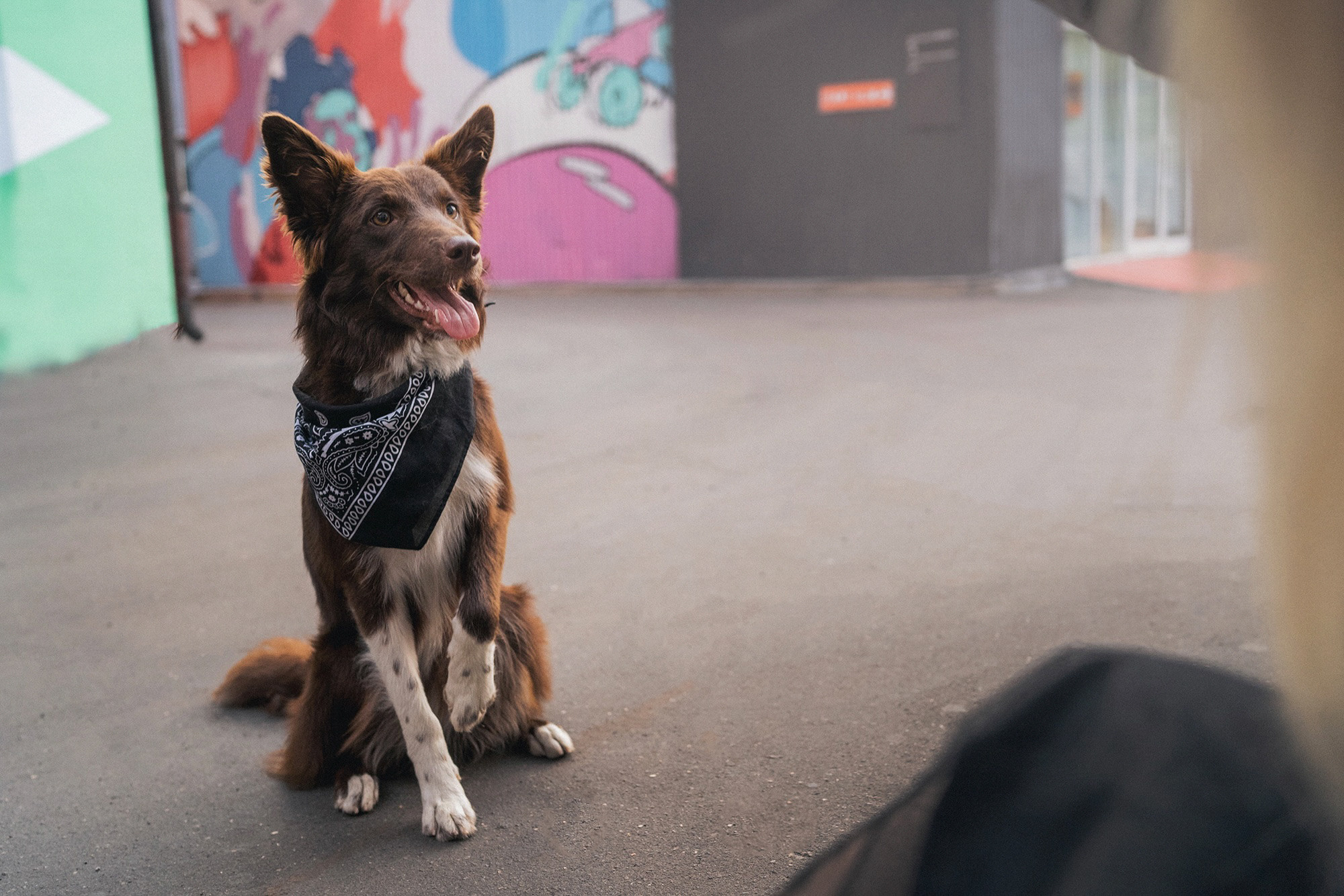 Аня и Брук. Фотограф анималист в Москве и Санкт-Петербурге Свиридова Анна