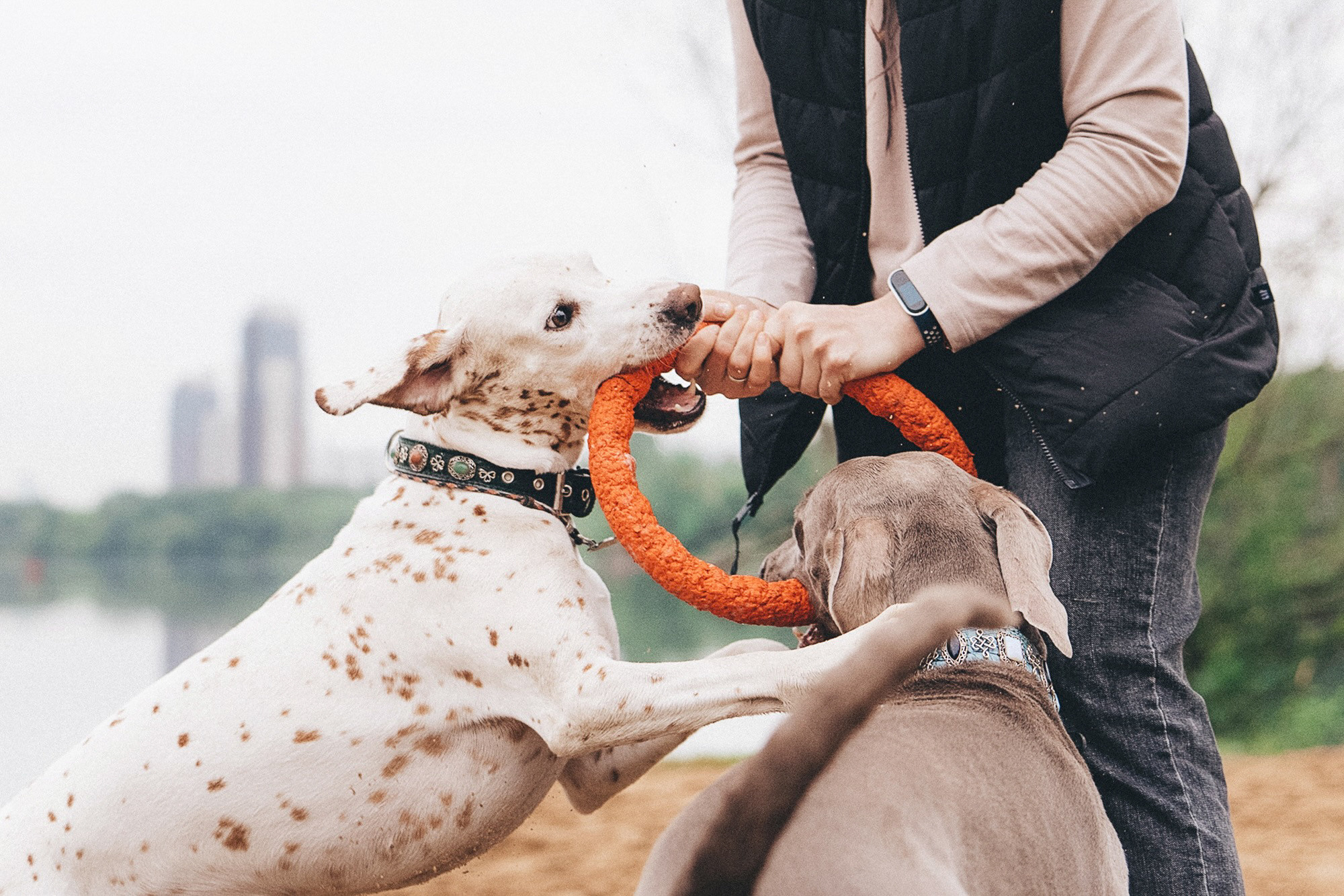 Полина, Борис, Луна и Эль. Фотограф анималист в Москве и Санкт-Петербурге Свиридова Анна
