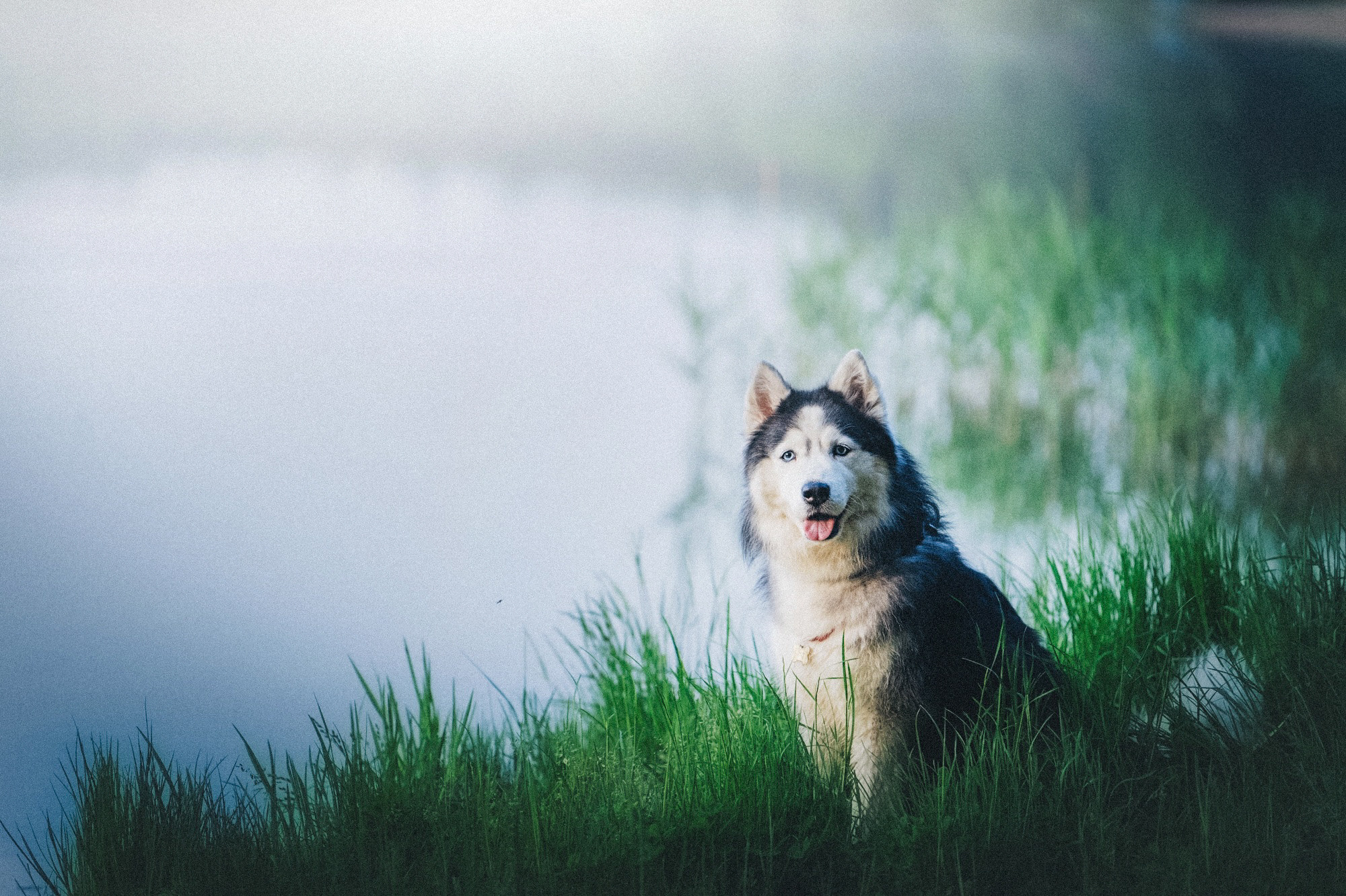 Аня, Игорь, Аусь и Хась. Фотограф анималист в Москве и Санкт-Петербурге Свиридова Анна