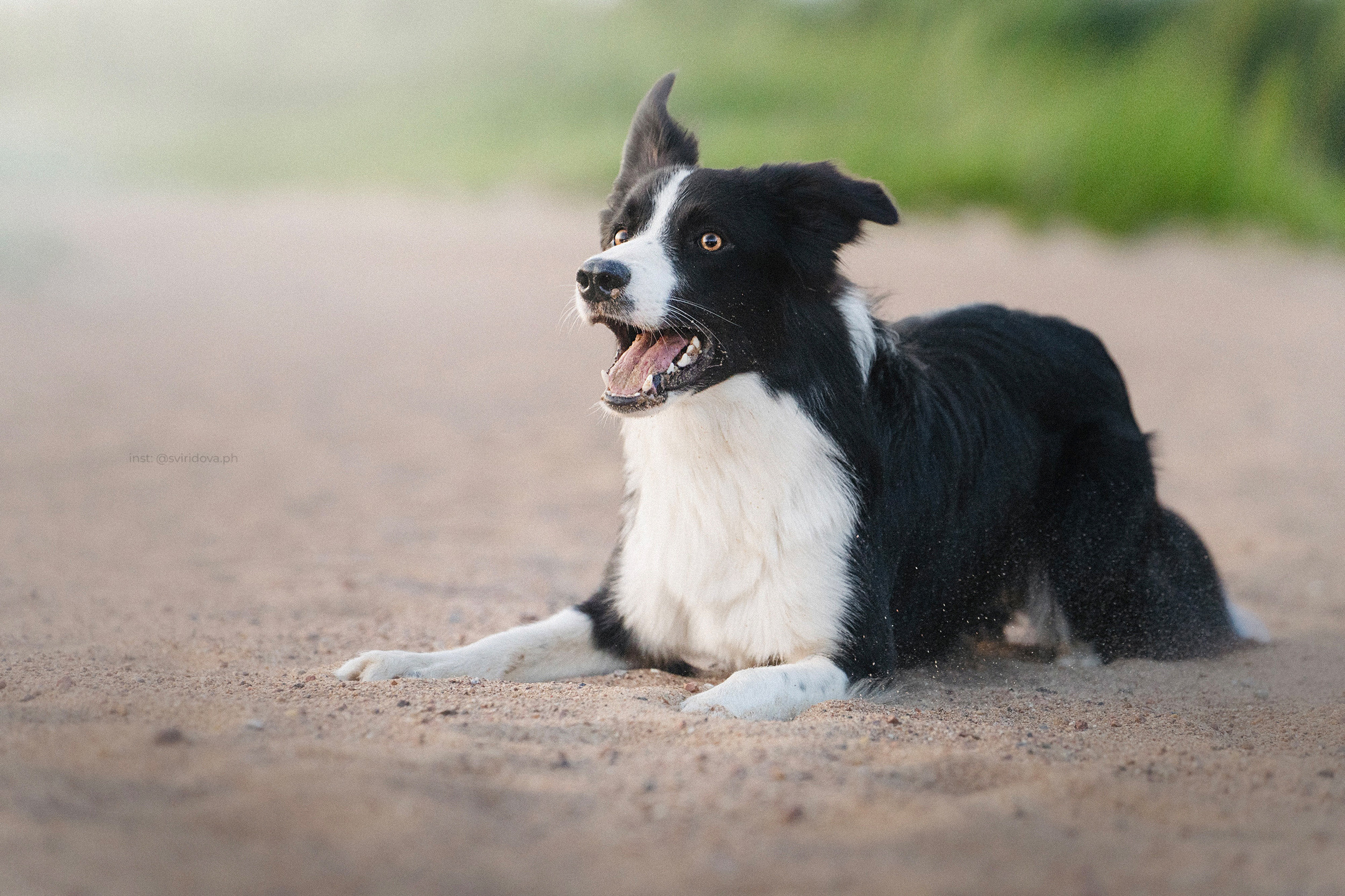 Янки, Румпель, Лось, Токи, Мако. Фотограф анималист в Москве и Санкт-Петербурге Свиридова Анна