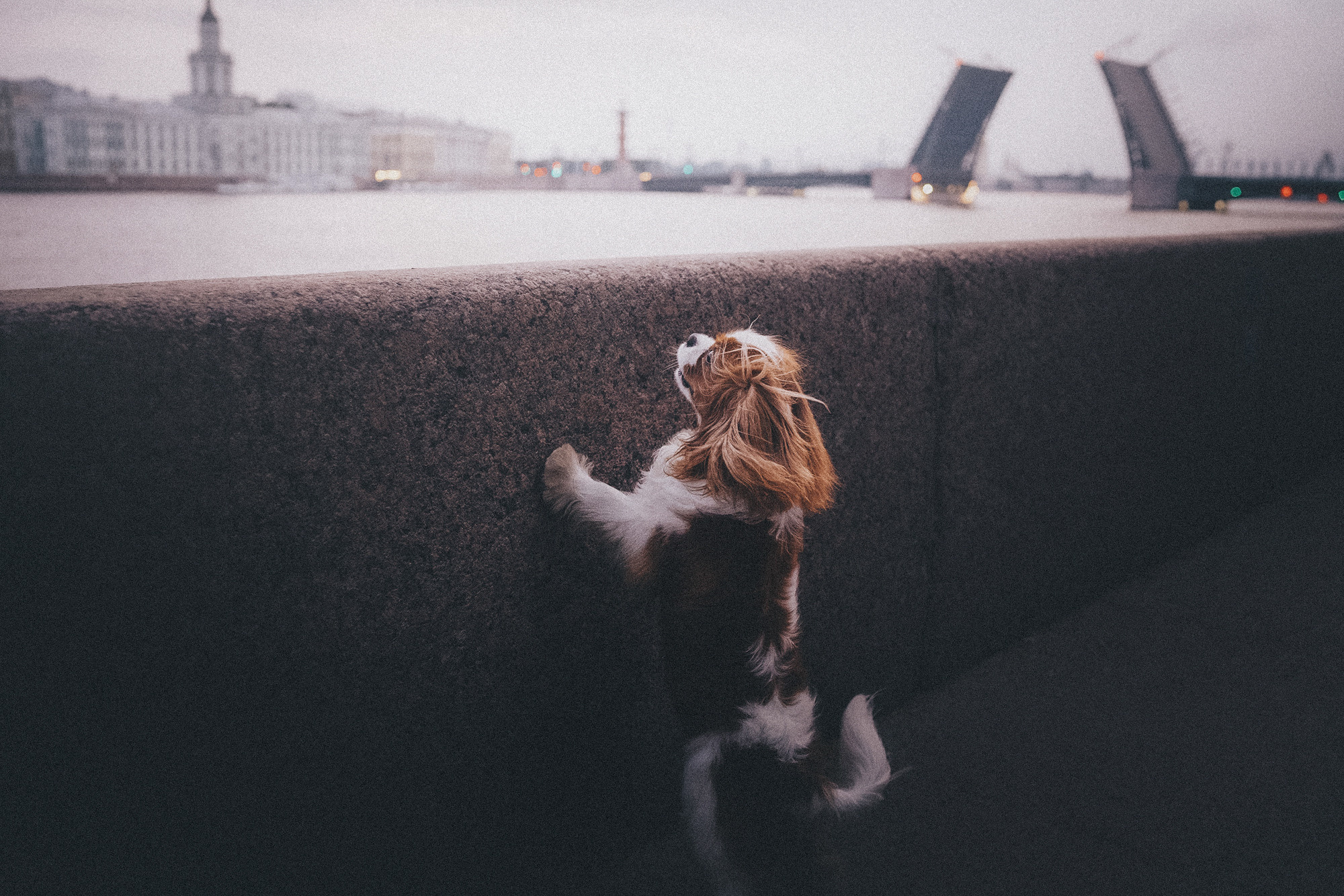 Таня и Лео. Фотограф анималист в Москве и Санкт-Петербурге Свиридова Анна