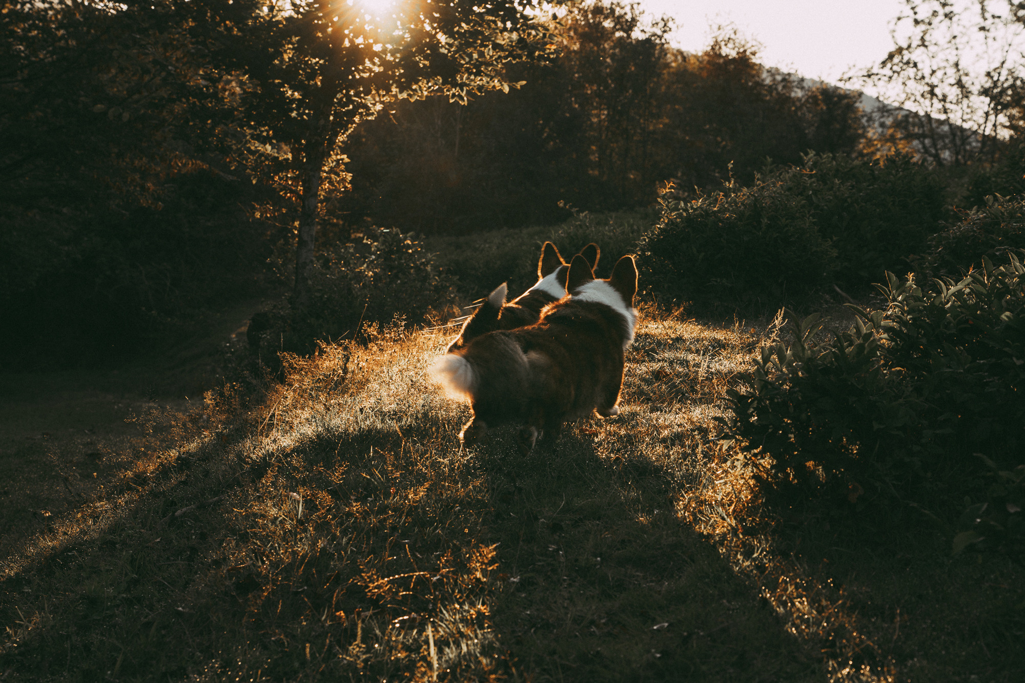 Влада и Коржики. Фотограф анималист в Москве и Санкт-Петербурге Свиридова Анна