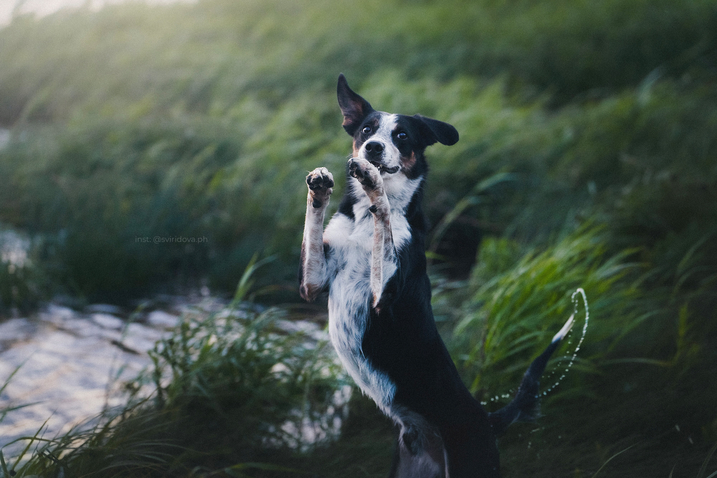 Янки, Румпель, Лось, Токи, Мако. Фотограф анималист в Москве и Санкт-Петербурге Свиридова Анна