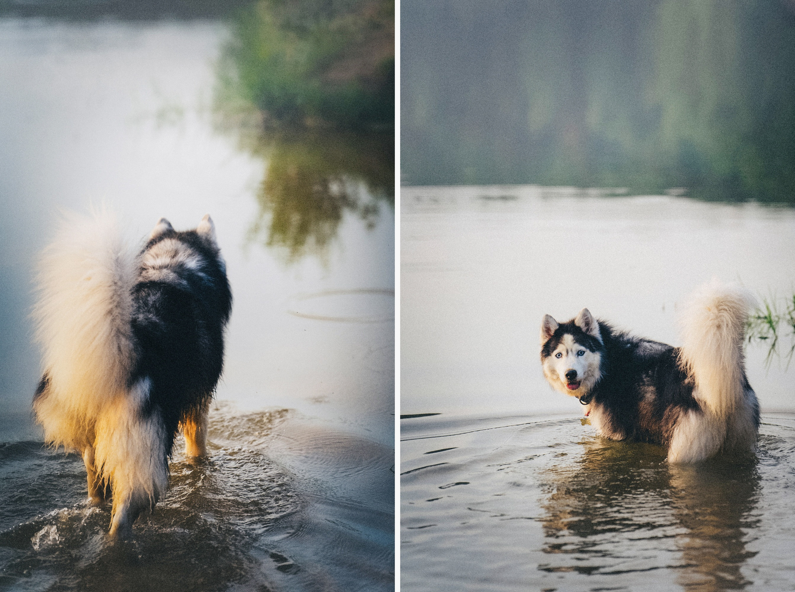 Аня, Игорь, Аусь и Хась. Фотограф анималист в Москве и Санкт-Петербурге Свиридова Анна