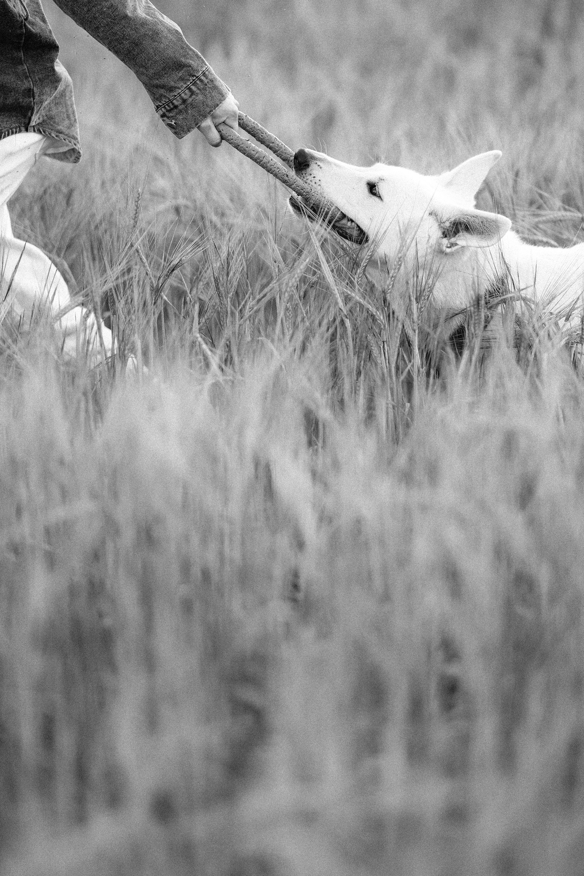 Лиза и Юста. Фотограф анималист в Москве и Санкт-Петербурге Свиридова Анна