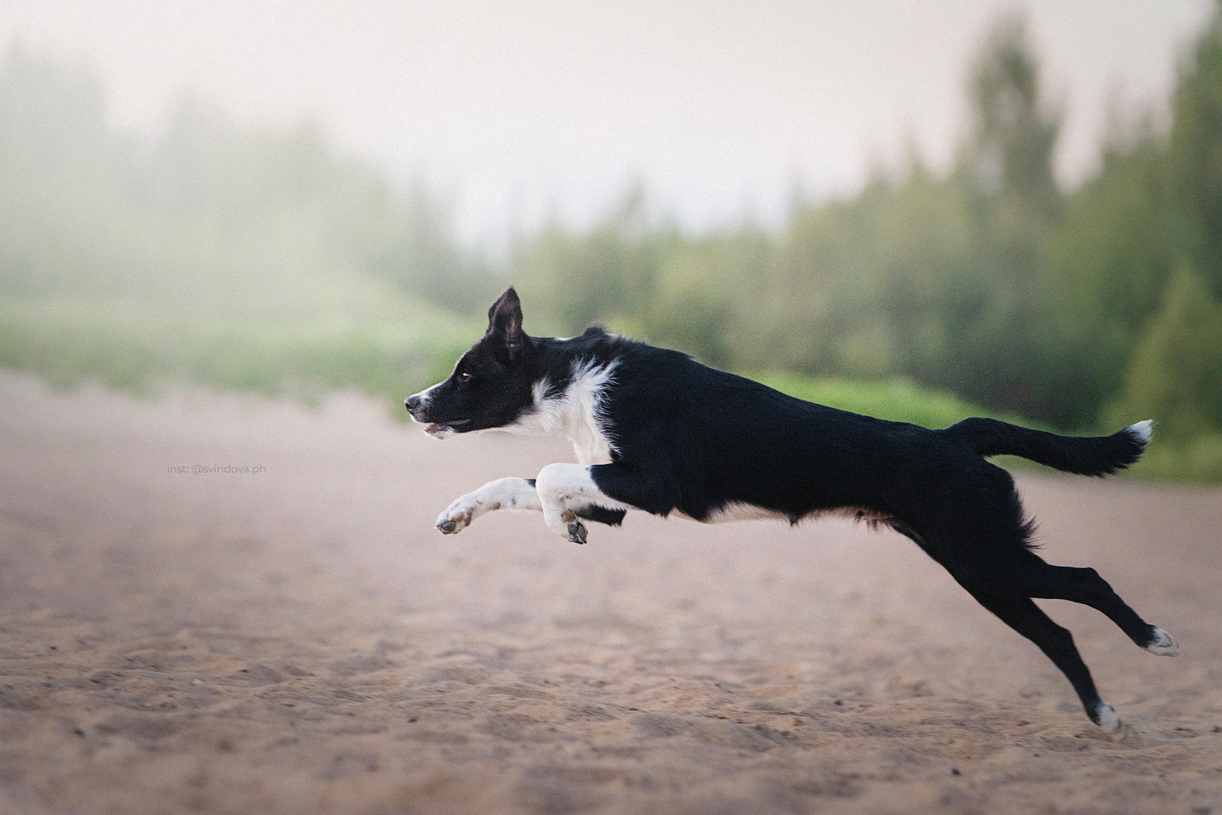 Янки, Румпель, Лось, Токи, Мако. Фотограф анималист в Москве и Санкт-Петербурге Свиридова Анна