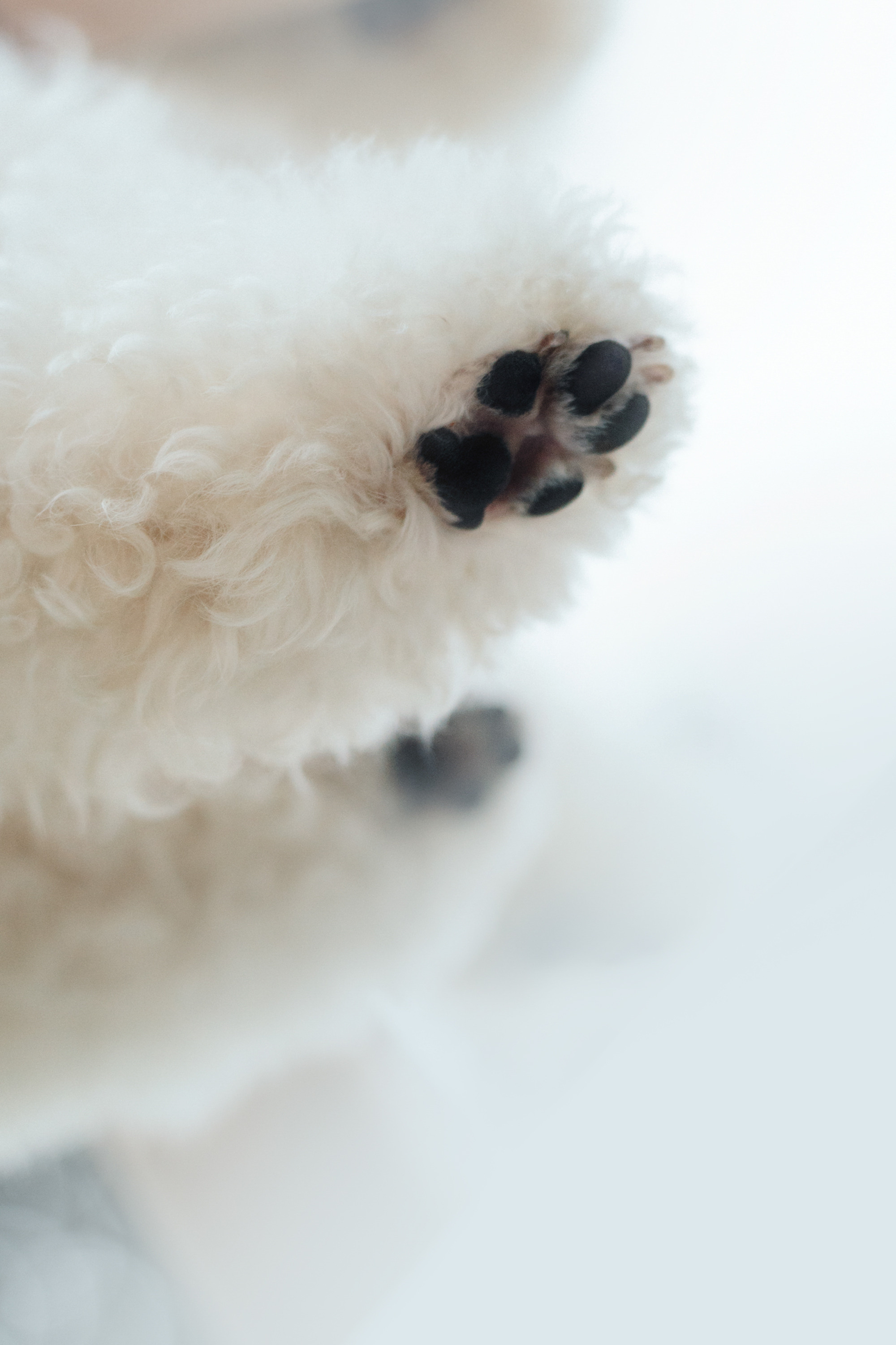 Ангелина и Варежка. Фотограф анималист в Москве и Санкт-Петербурге Свиридова Анна