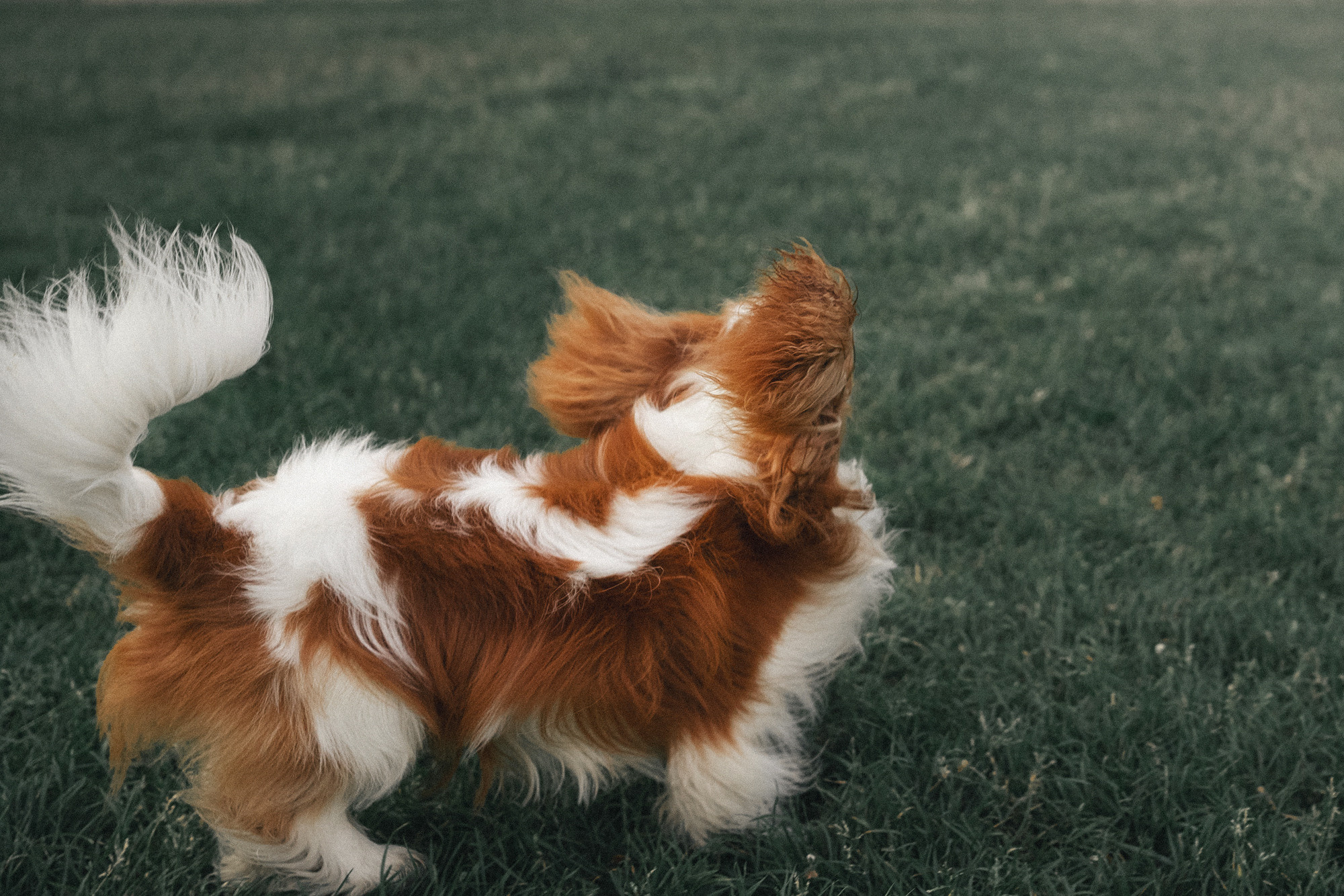 Таня и Лео. Фотограф анималист в Москве и Санкт-Петербурге Свиридова Анна