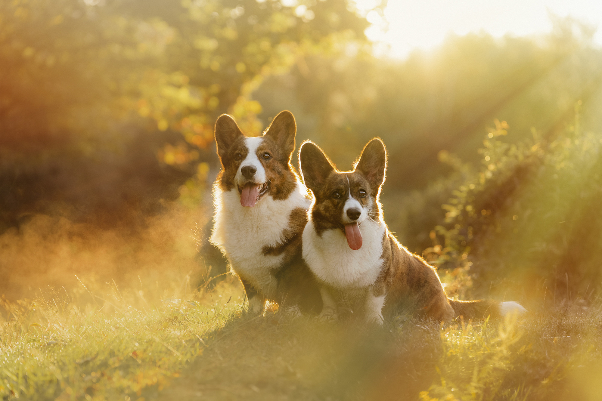 Влада и Коржики. Фотограф анималист в Москве и Санкт-Петербурге Свиридова Анна