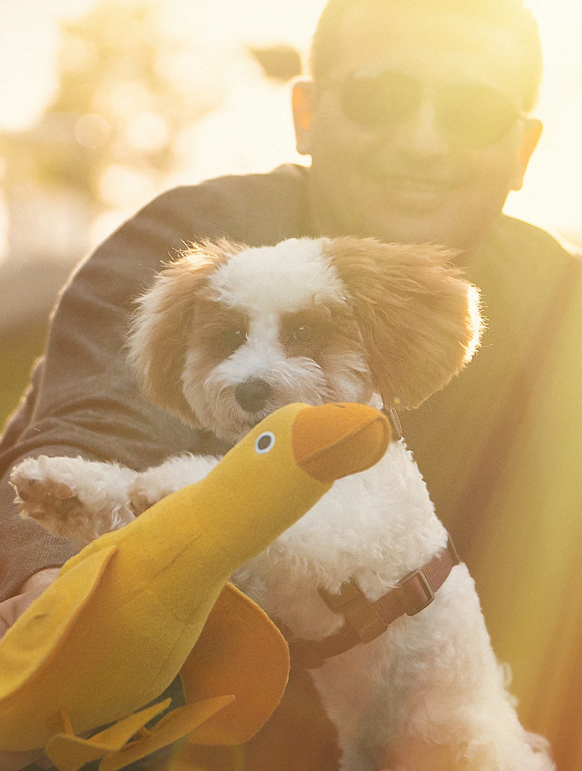 Амина, Андрей и Умка. Фотограф анималист в Москве и Санкт-Петербурге Свиридова Анна