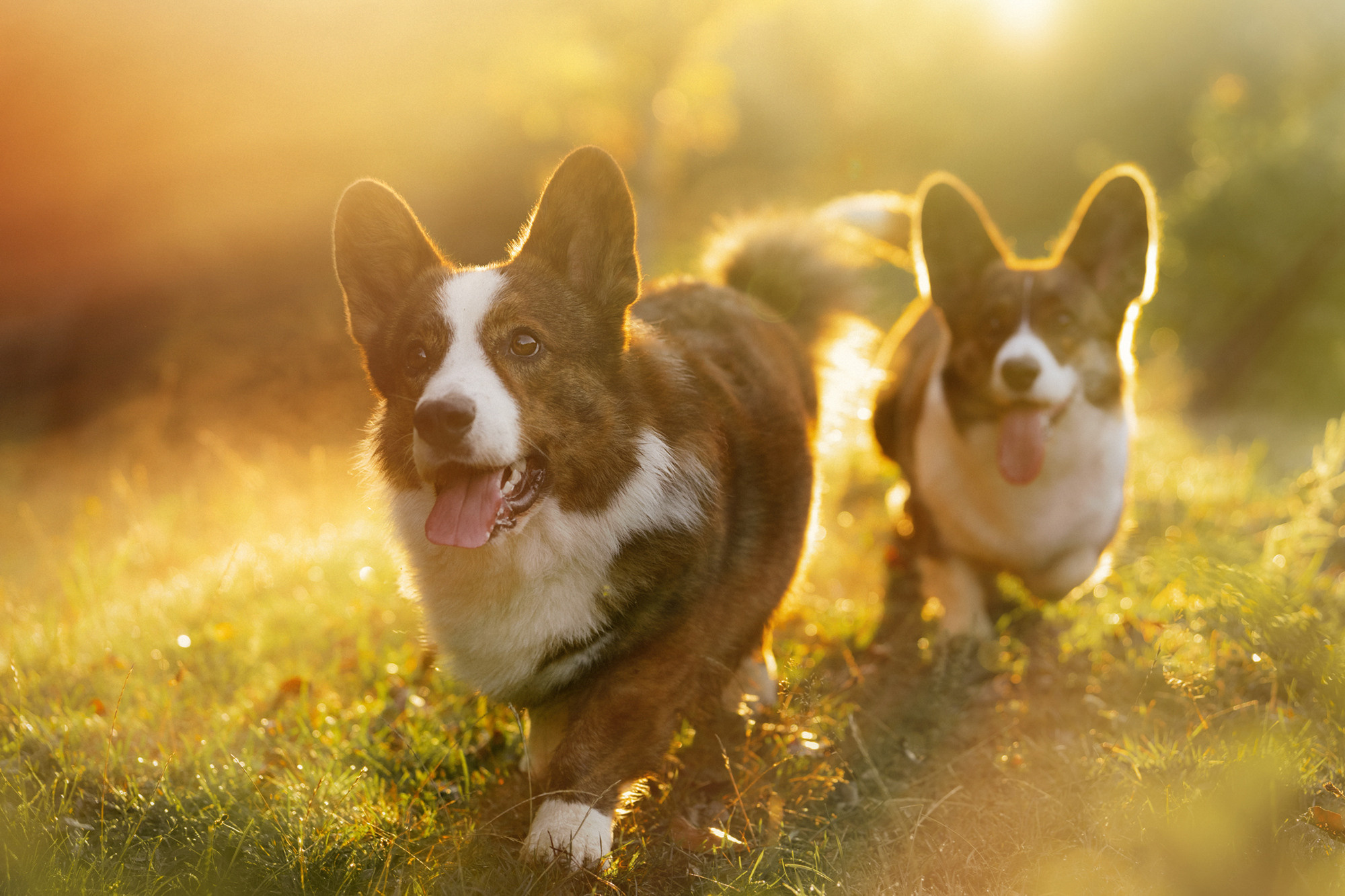 Влада и Коржики. Фотограф анималист в Москве и Санкт-Петербурге Свиридова Анна