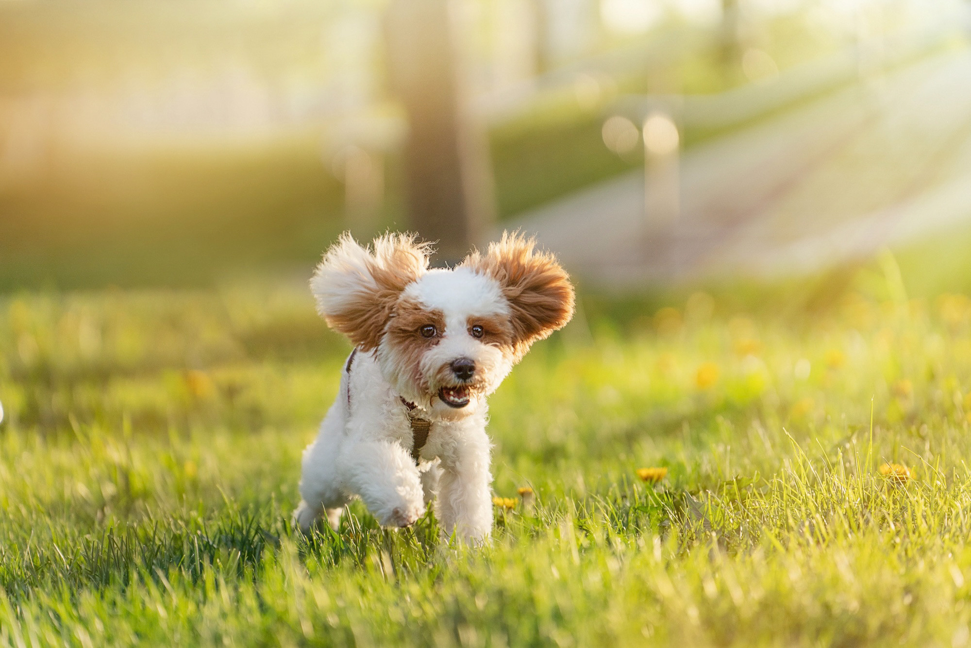 Амина, Андрей и Умка. Фотограф анималист в Москве и Санкт-Петербурге Свиридова Анна