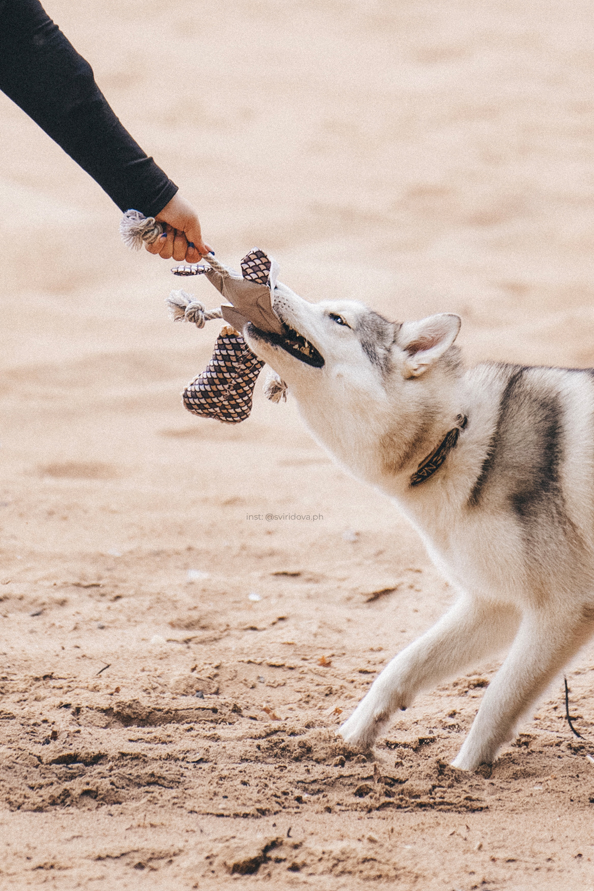 Катя, Илья, Лагерта. Фотограф анималист в Москве и Санкт-Петербурге Свиридова Анна