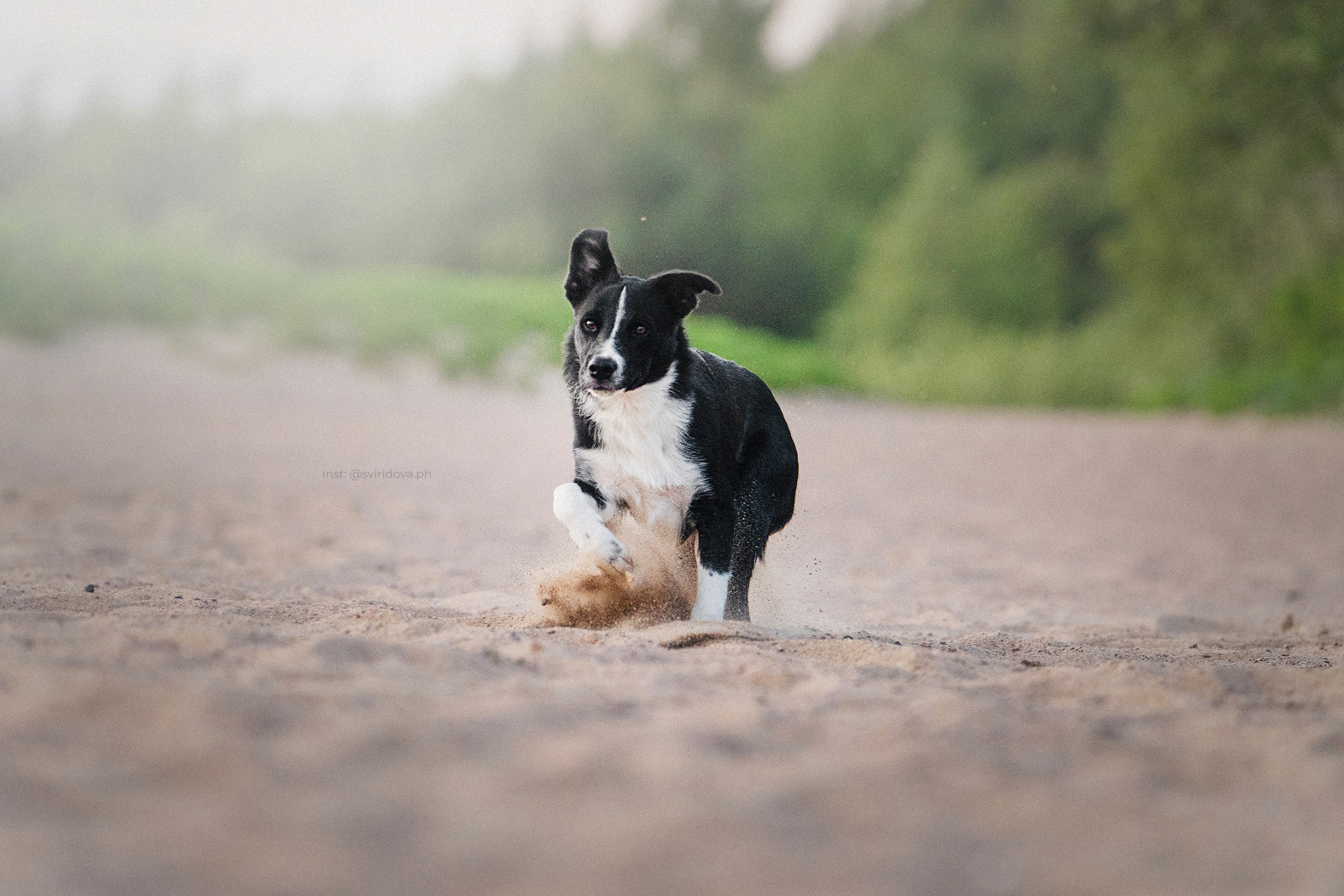 Янки, Румпель, Лось, Токи, Мако. Фотограф анималист в Москве и Санкт-Петербурге Свиридова Анна