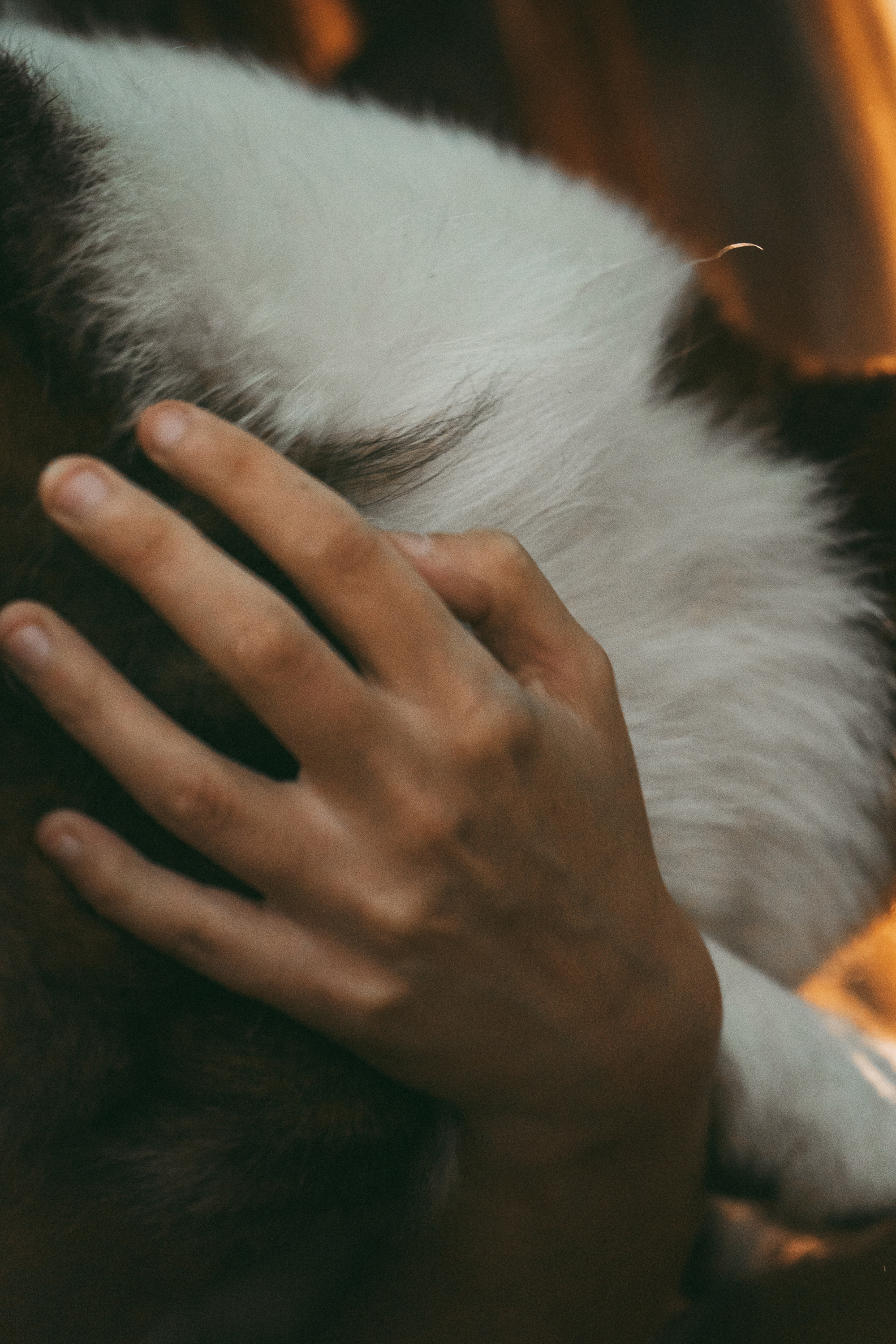 Влада и Коржики. Фотограф анималист в Москве и Санкт-Петербурге Свиридова Анна