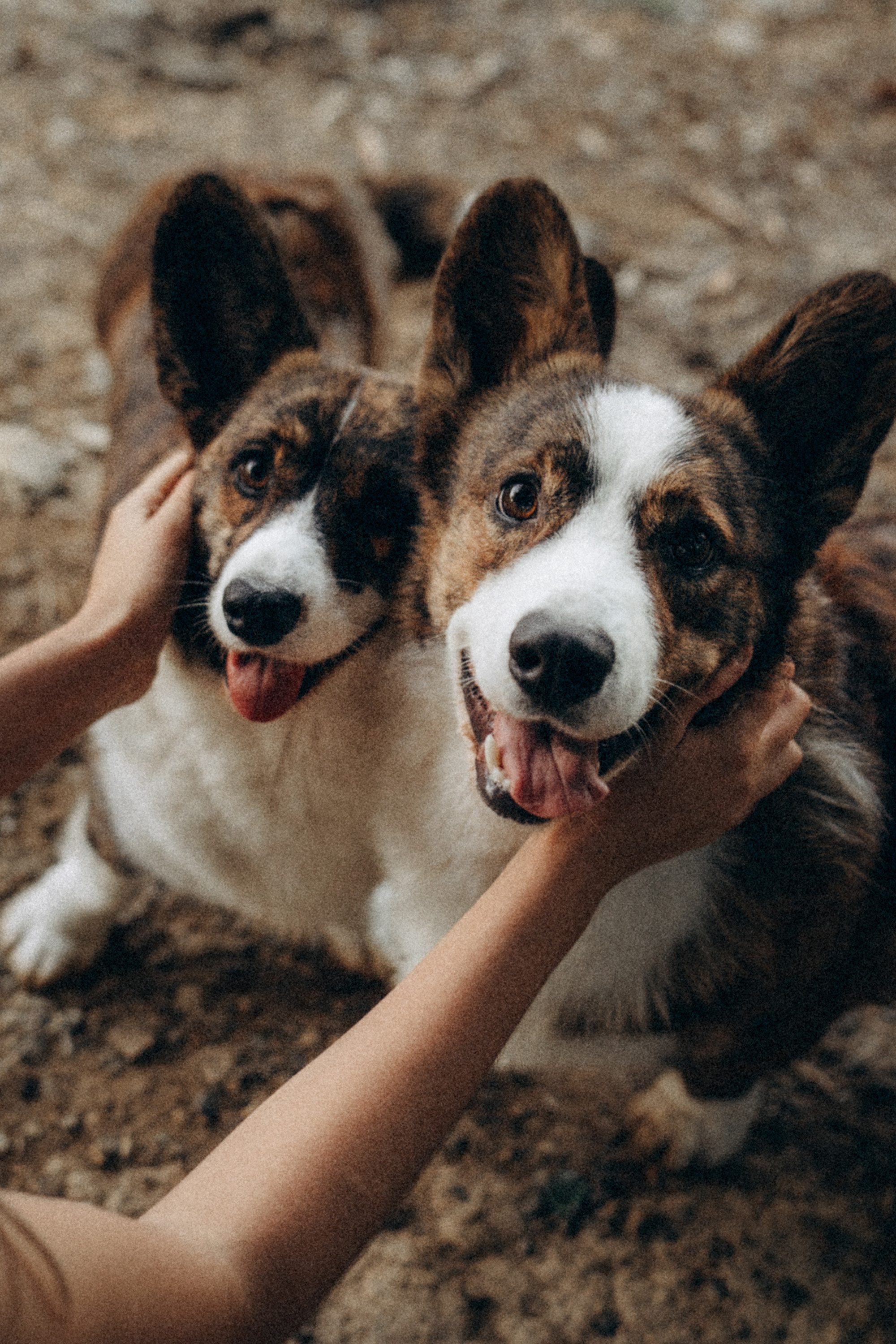 Влада и Коржики. Фотограф анималист в Москве и Санкт-Петербурге Свиридова Анна