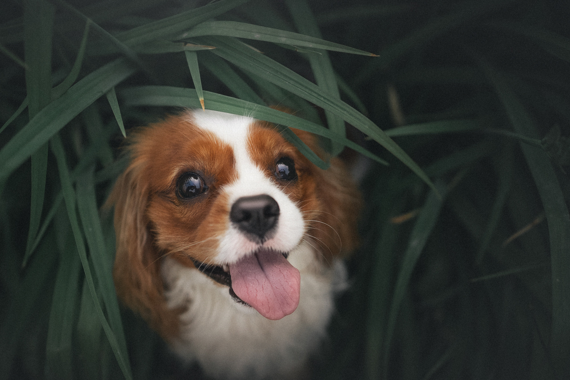 Таня и Лео. Фотограф анималист в Москве и Санкт-Петербурге Свиридова Анна