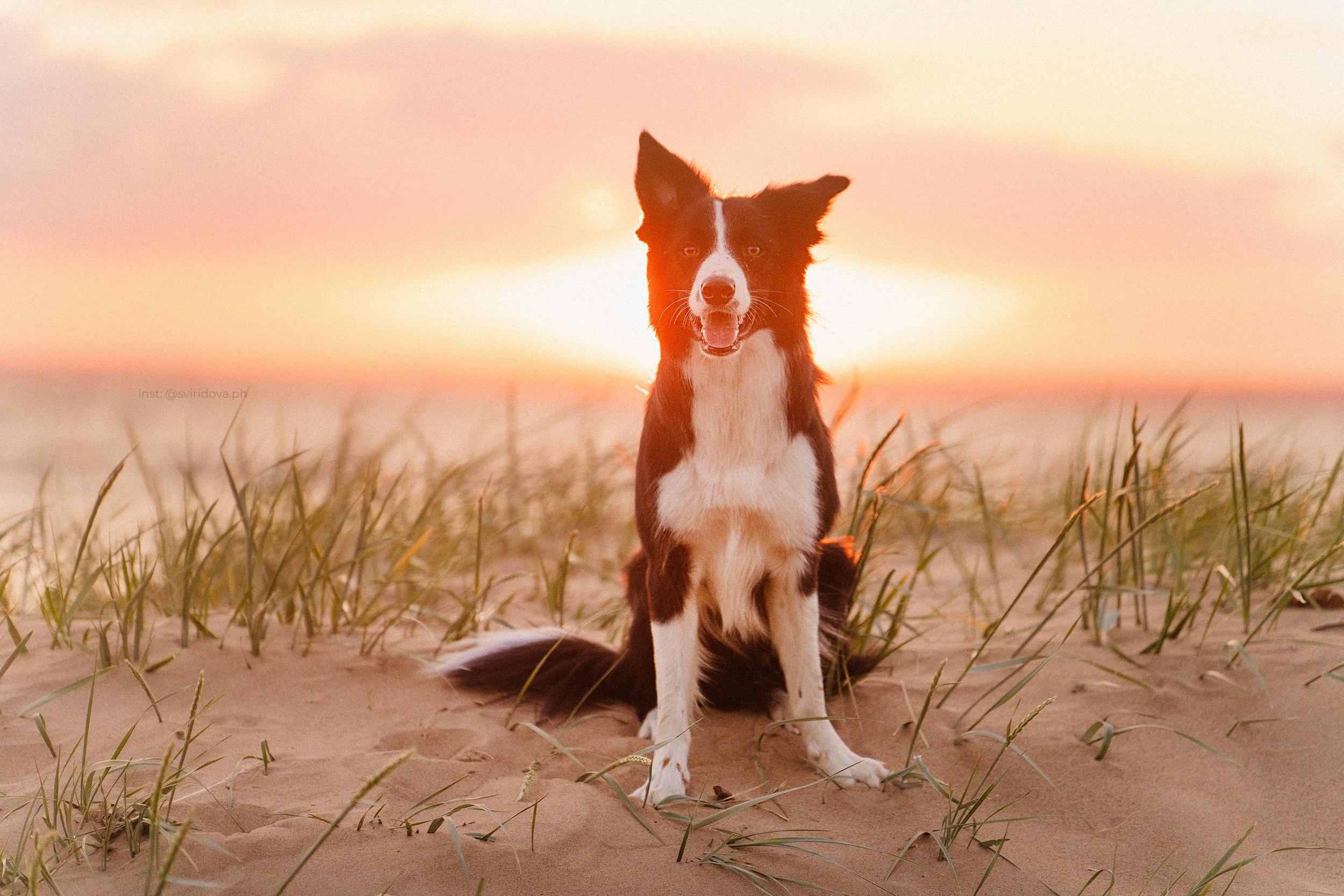 Янки, Румпель, Лось, Токи, Мако. Фотограф анималист в Москве и Санкт-Петербурге Свиридова Анна