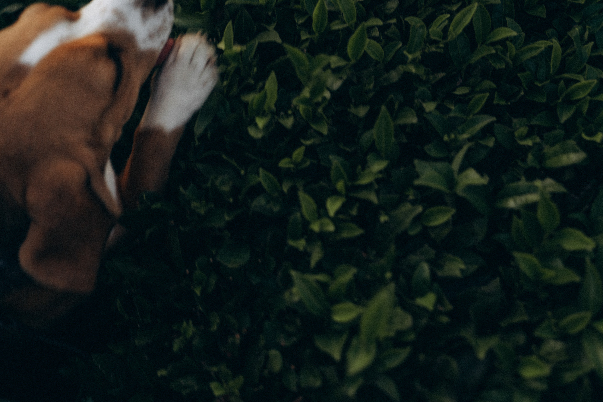 Женя и Мира. Фотограф анималист в Москве и Санкт-Петербурге Свиридова Анна