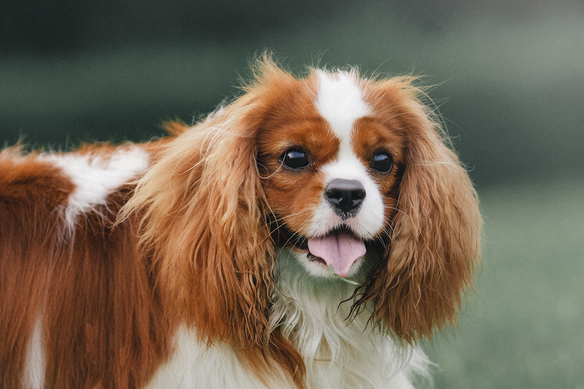Таня и Лео. Фотограф анималист в Москве и Санкт-Петербурге Свиридова Анна