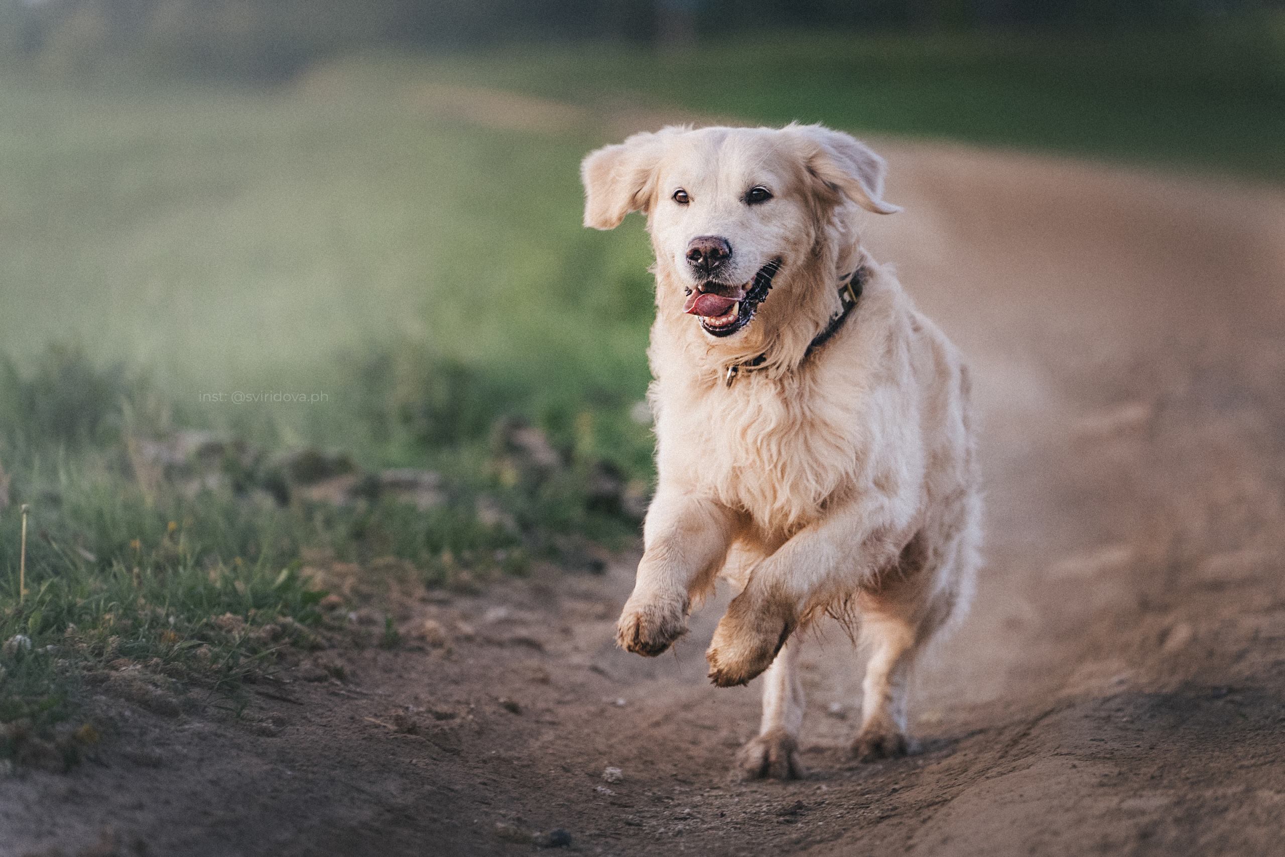 Настя и Арчи. Фотограф анималист в Москве и Санкт-Петербурге Свиридова Анна