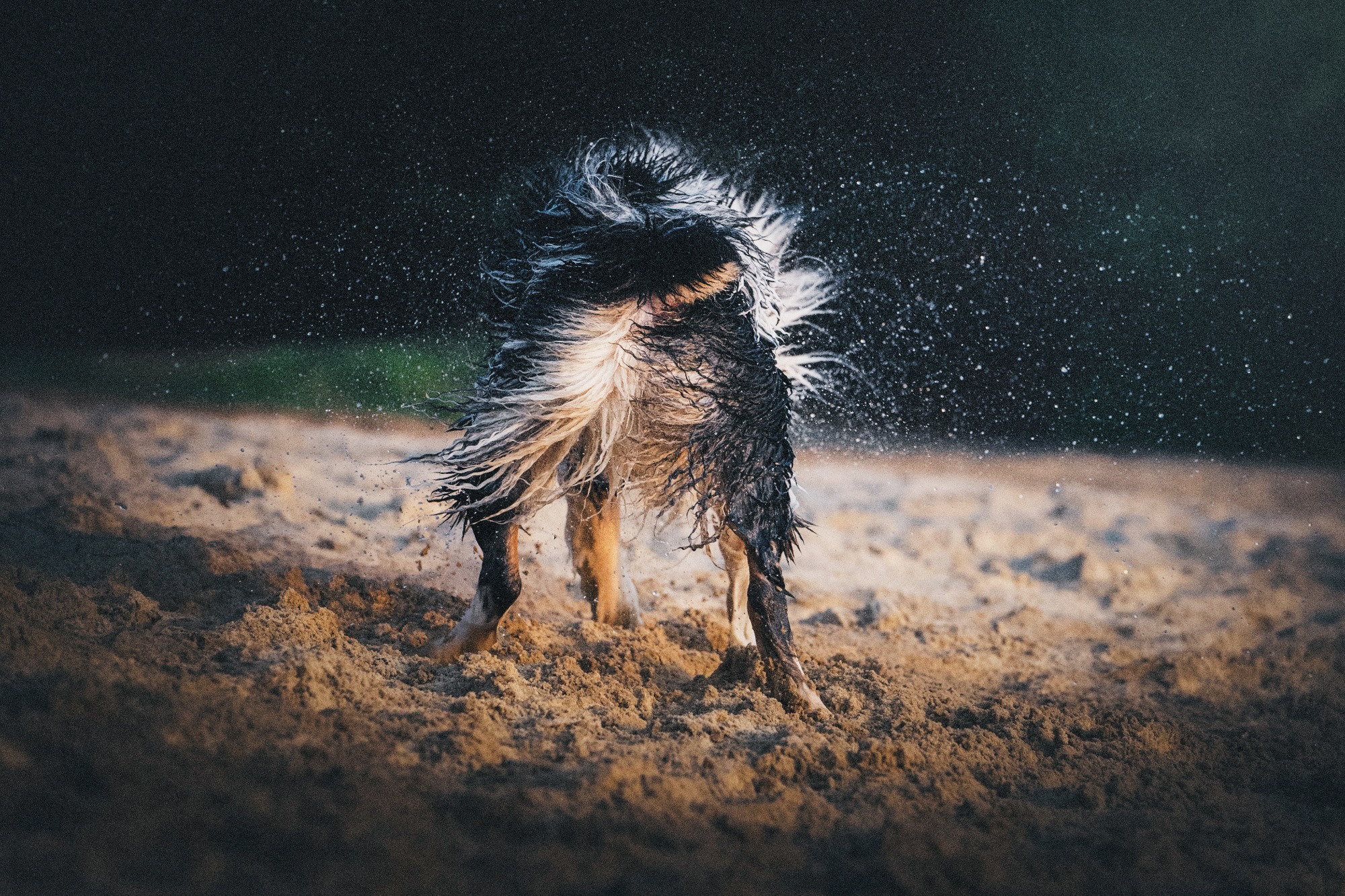 Аня, Игорь, Аусь и Хась. Фотограф анималист в Москве и Санкт-Петербурге Свиридова Анна